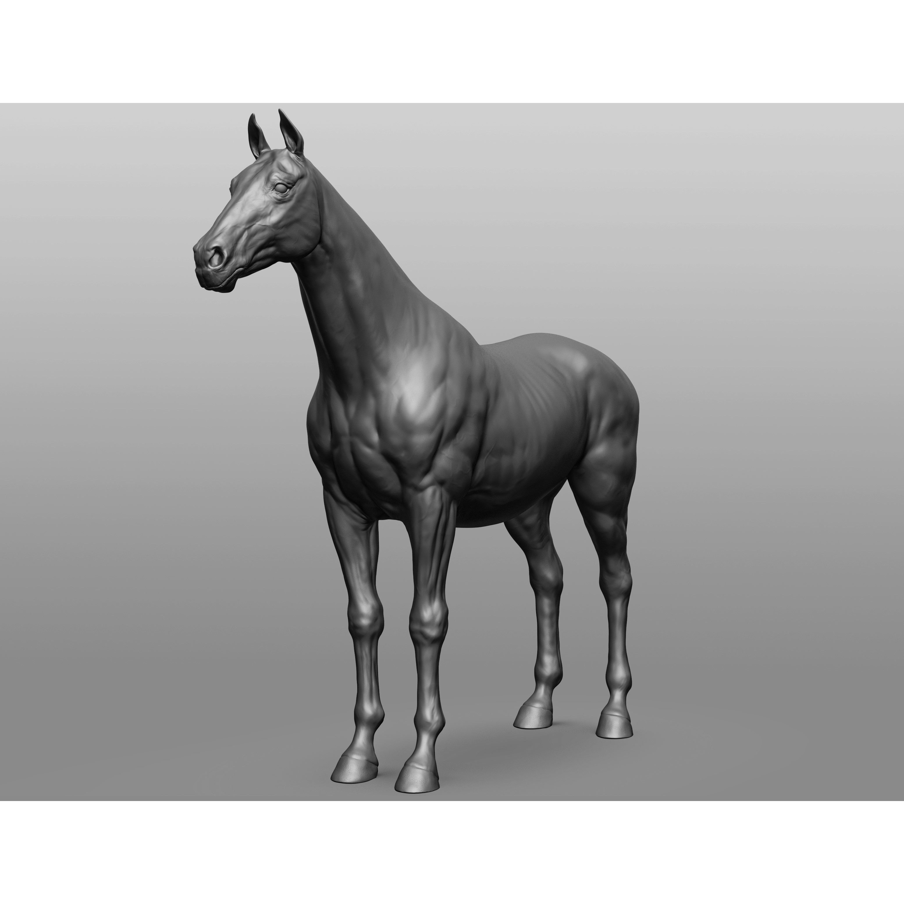 6 Horse Types - High-Poly 3D Model - View 32