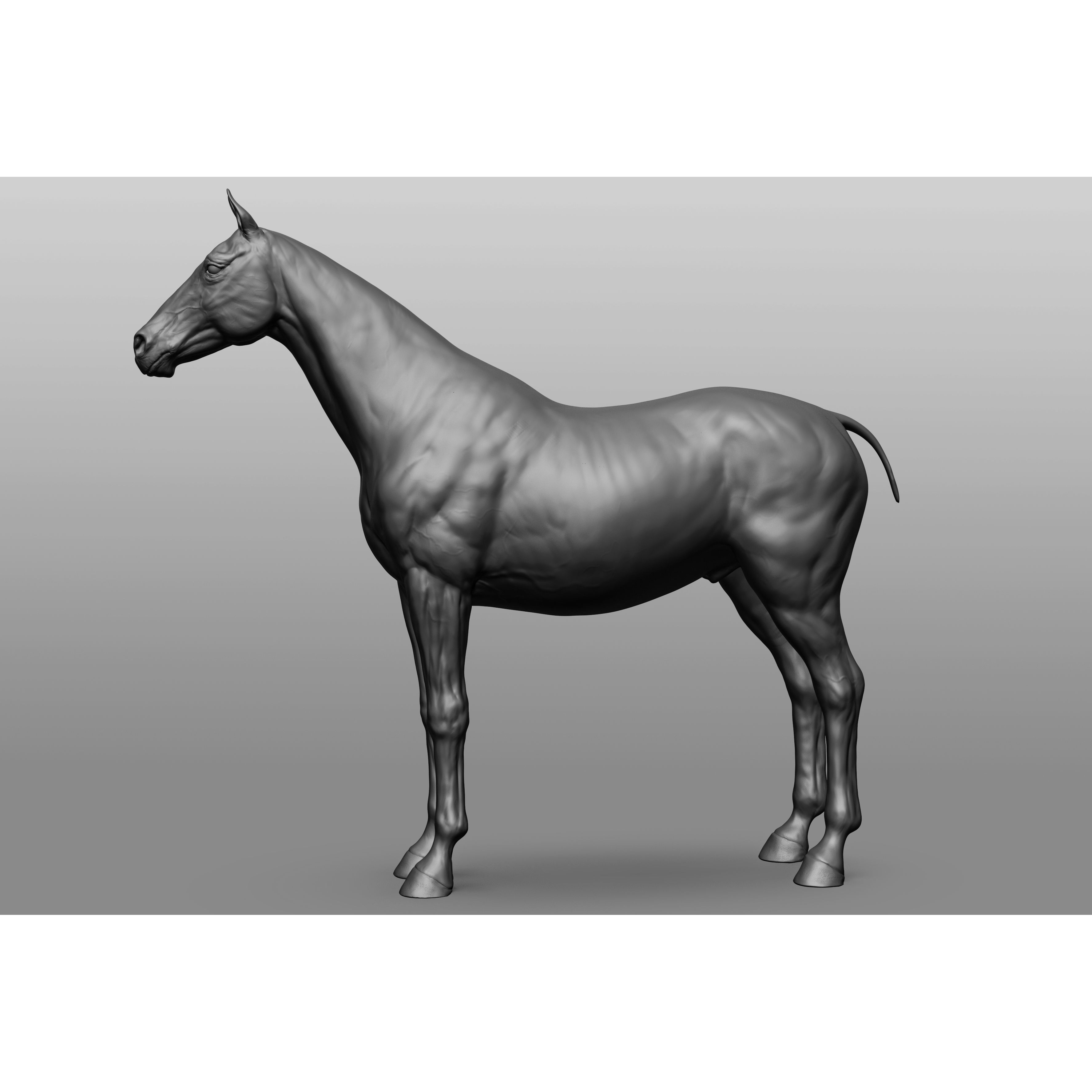 6 Horse Types - High-Poly 3D Model - View 33