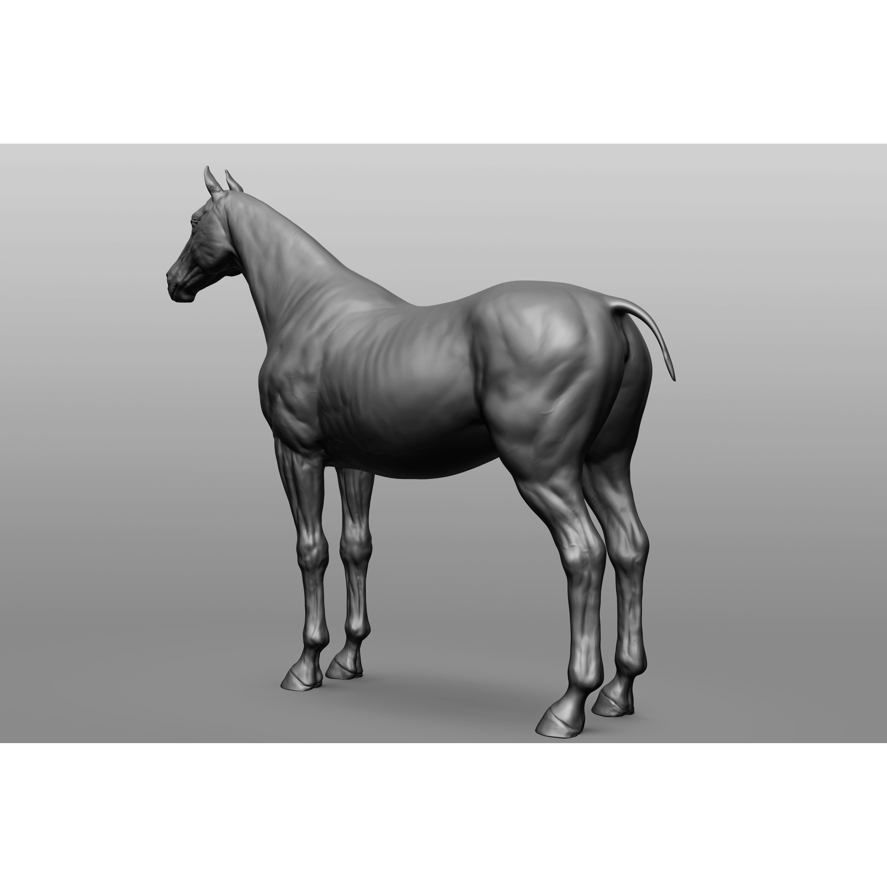 6 Horse Types - High-Poly 3D Model - View 34