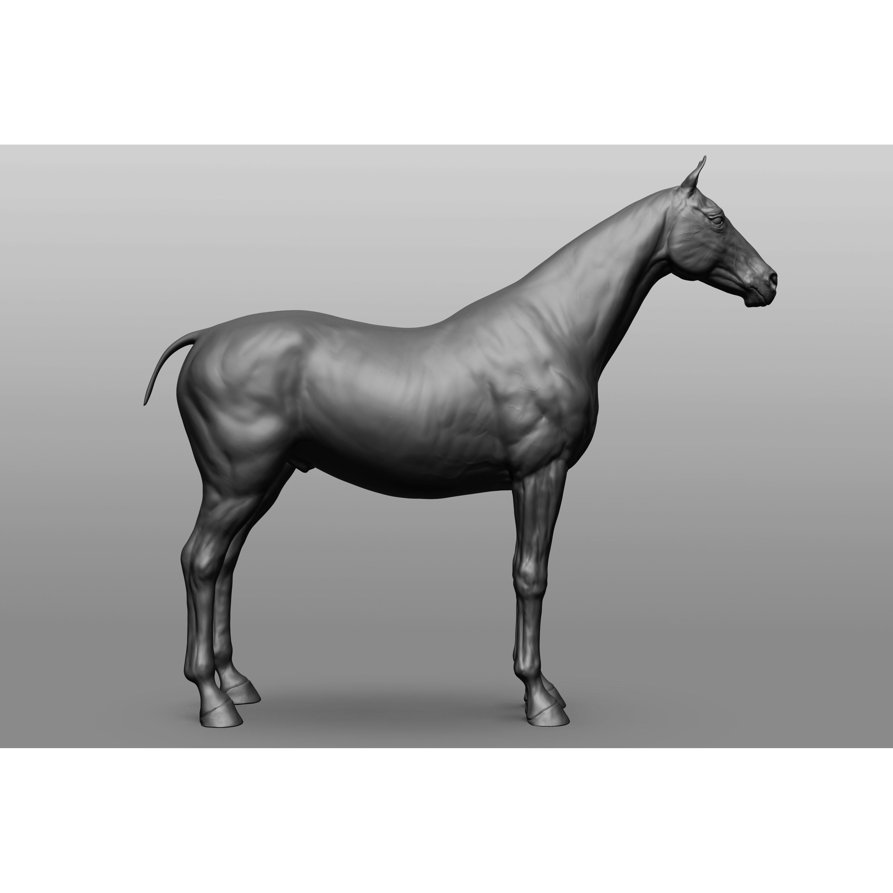6 Horse Types - High-Poly 3D Model - View 36