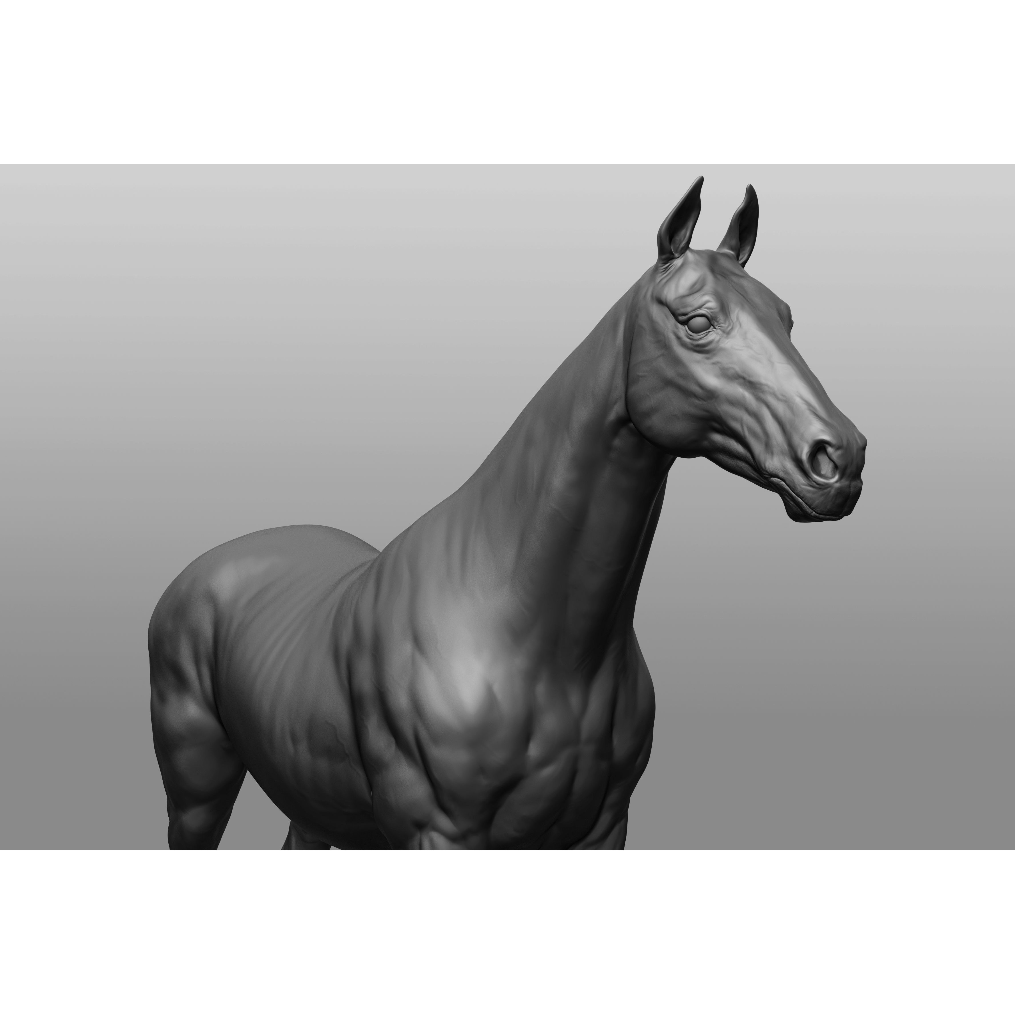 6 Horse Types - High-Poly 3D Model - View 39