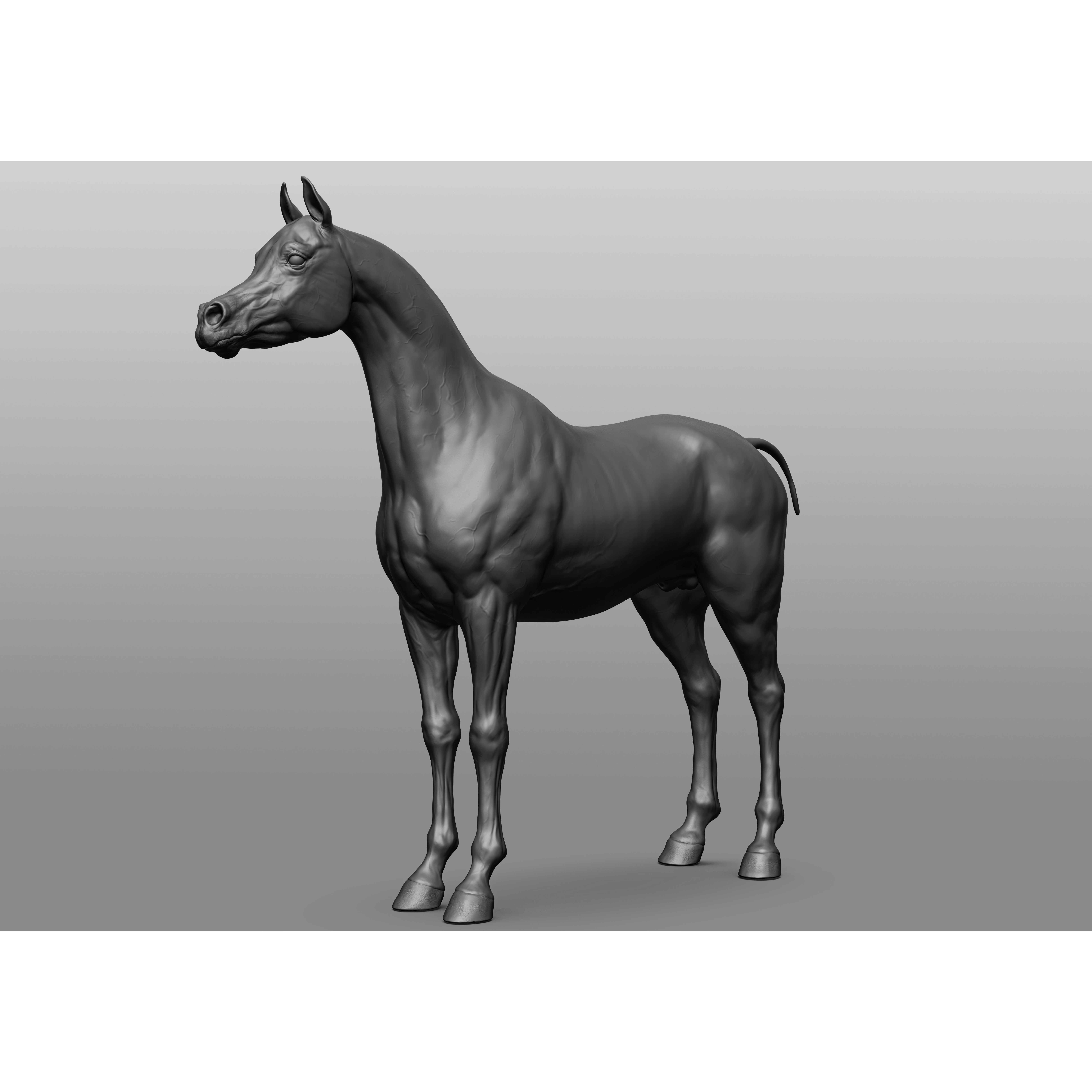 6 Horse Types - High-Poly 3D Model - View 4