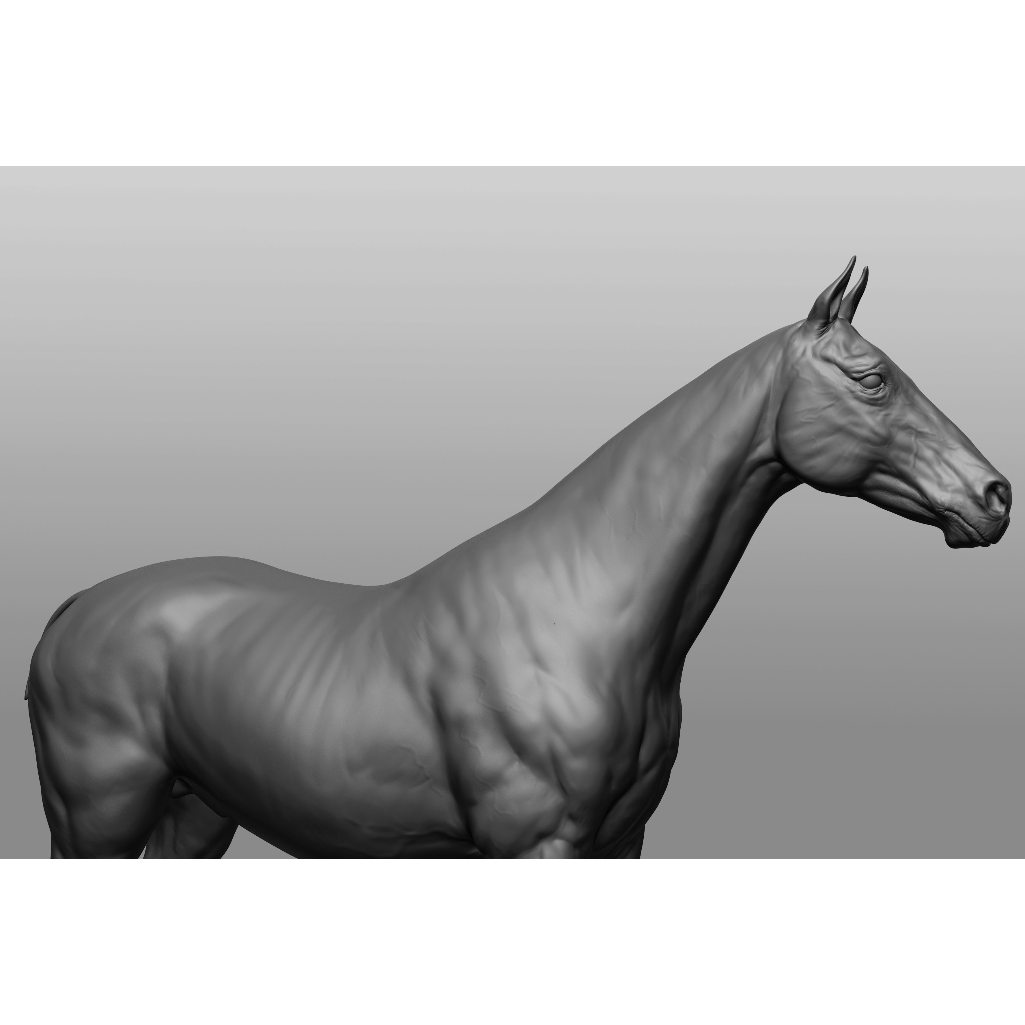 6 Horse Types - High-Poly 3D Model - View 40