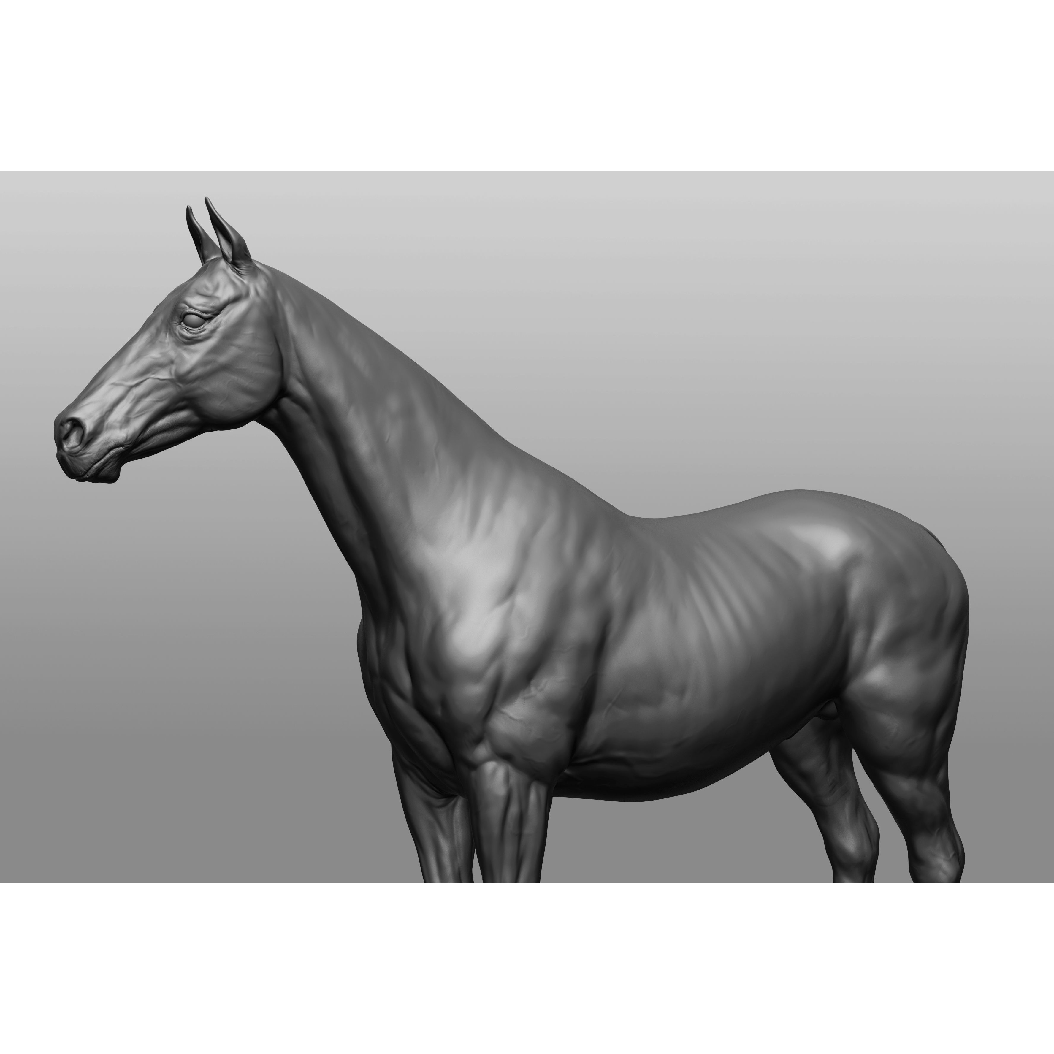 6 Horse Types - High-Poly 3D Model - View 42
