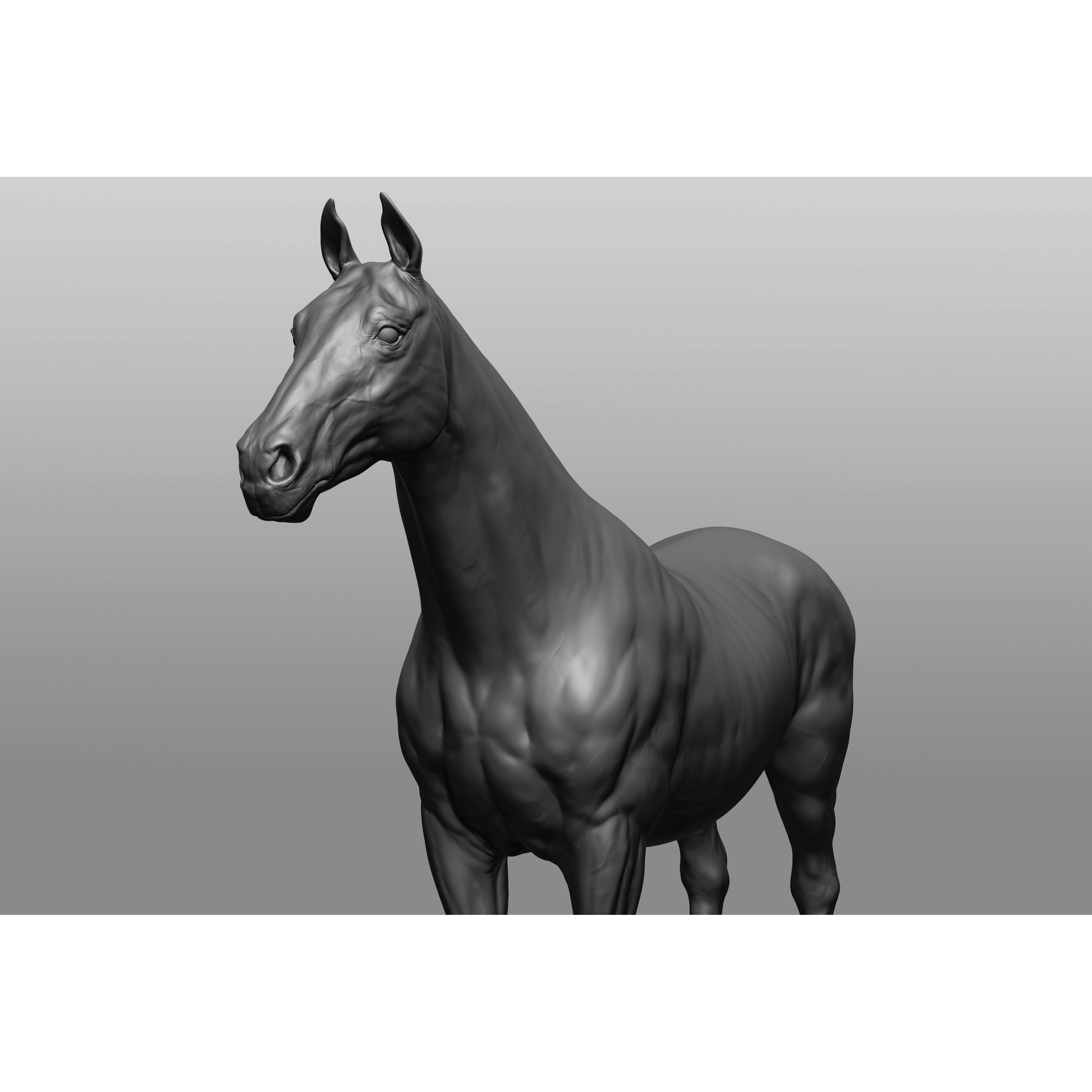 6 Horse Types - High-Poly 3D Model - View 43