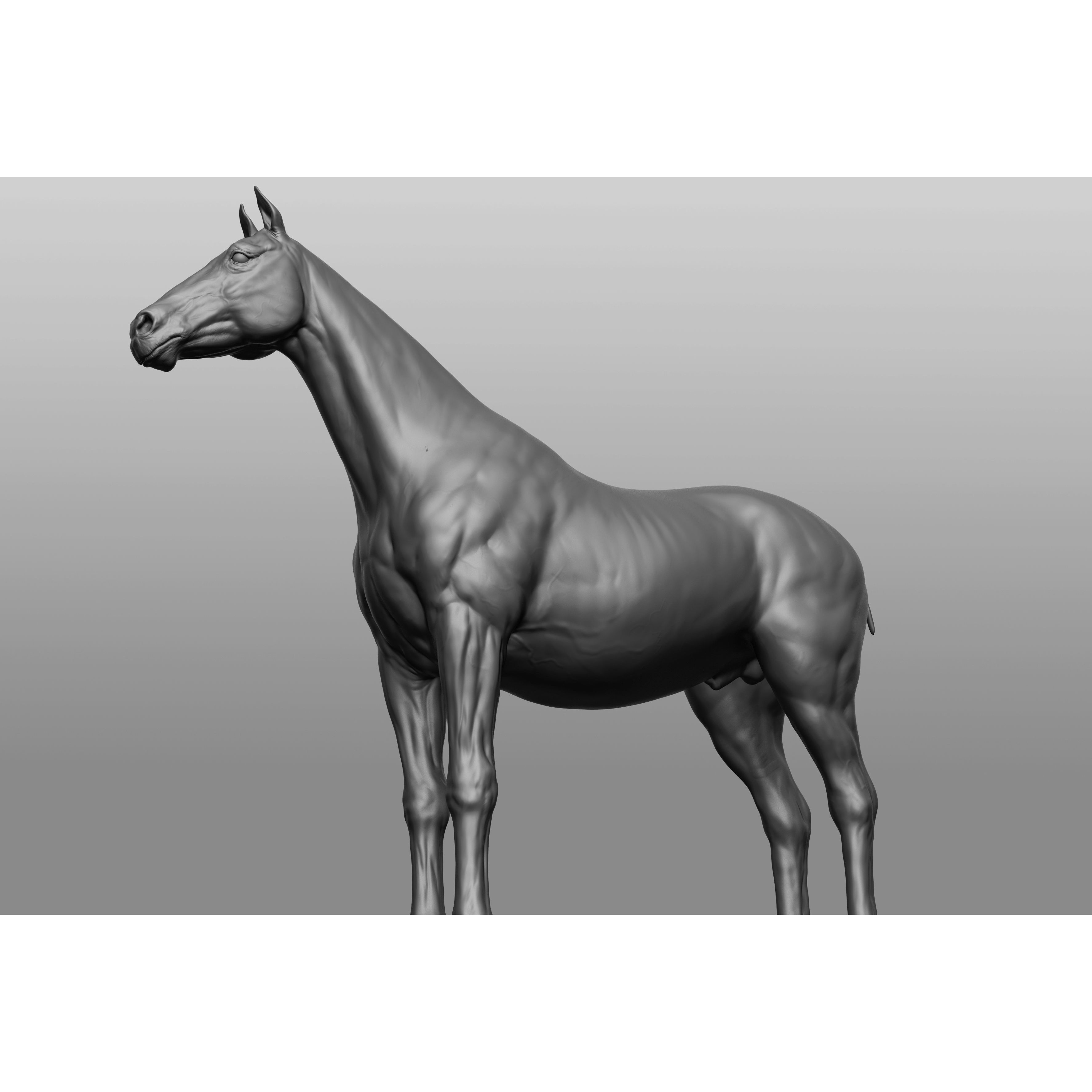 6 Horse Types - High-Poly 3D Model - View 44
