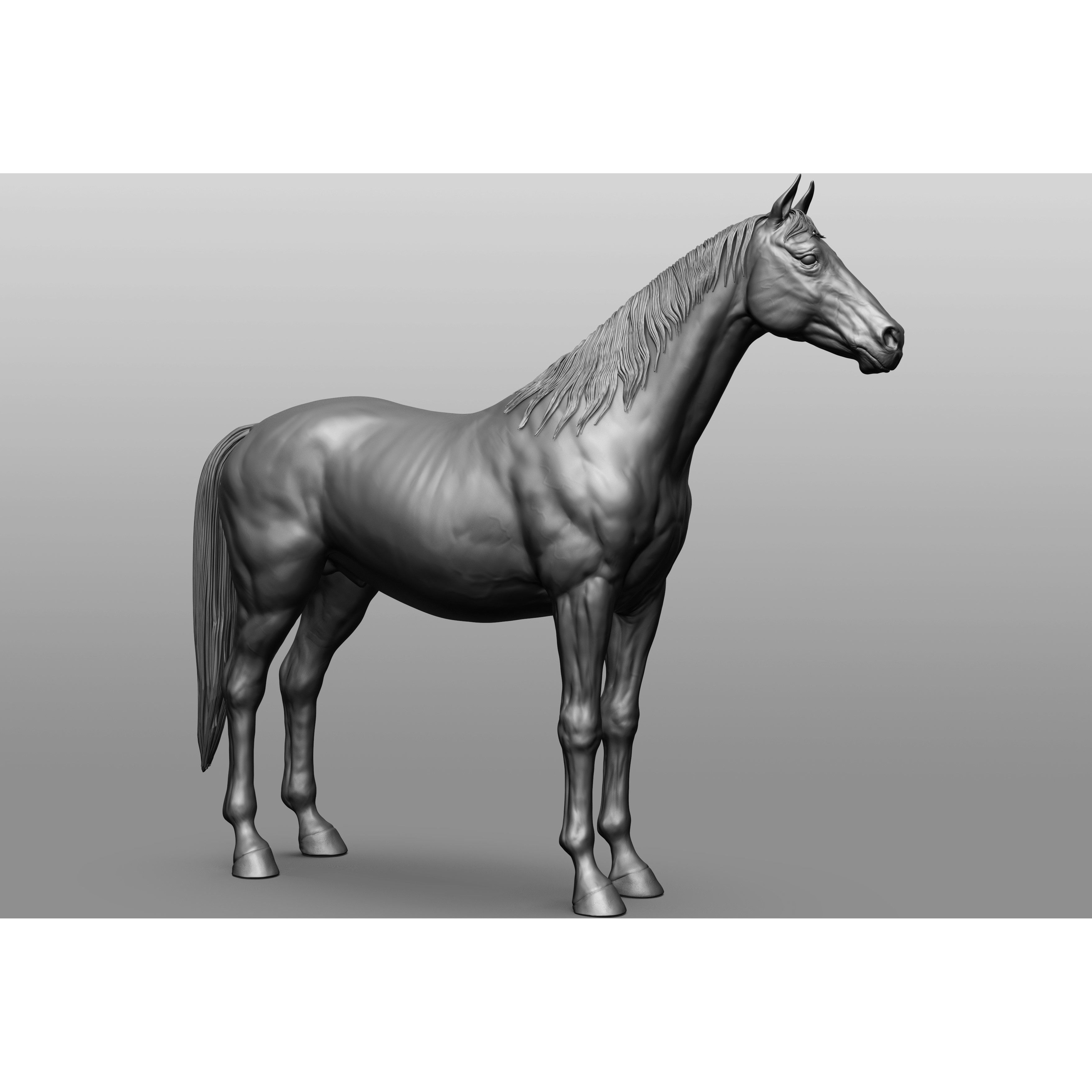6 Horse Types - High-Poly 3D Model - View 45