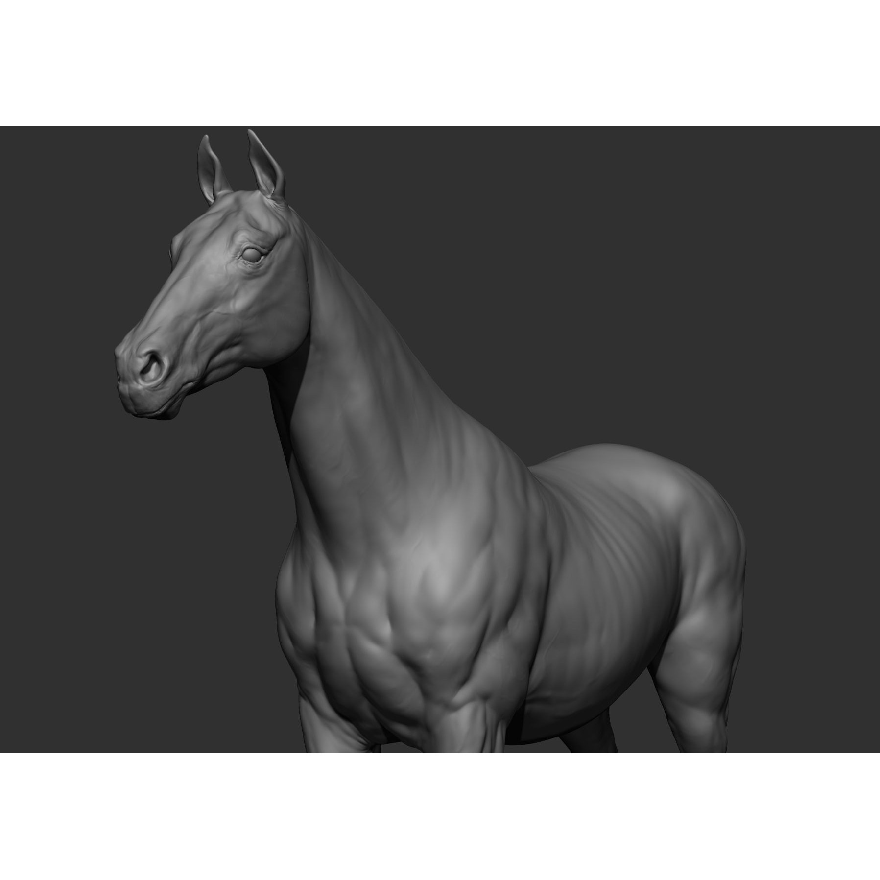 6 Horse Types - High-Poly 3D Model - View 48