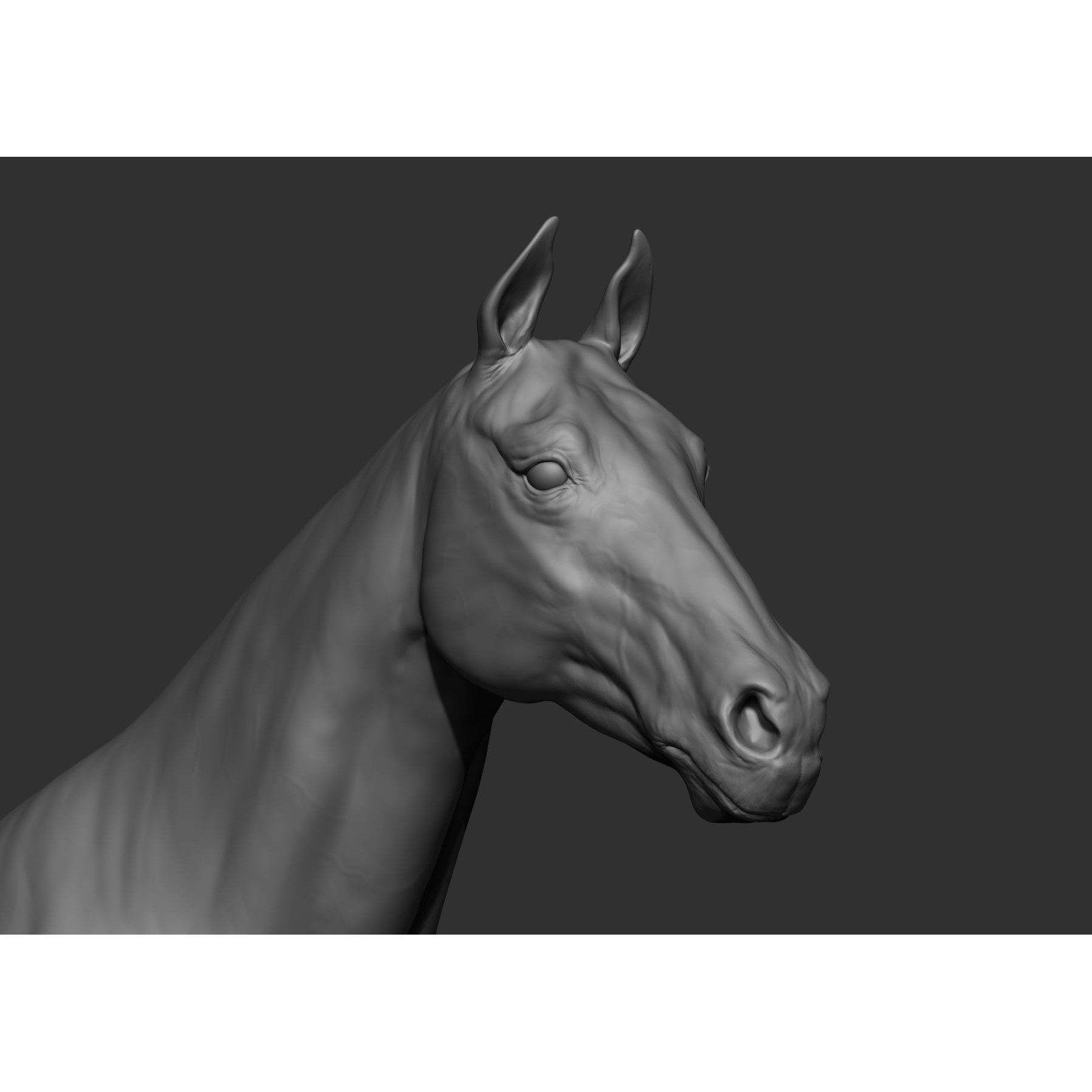 6 Horse Types - High-Poly 3D Model - View 49