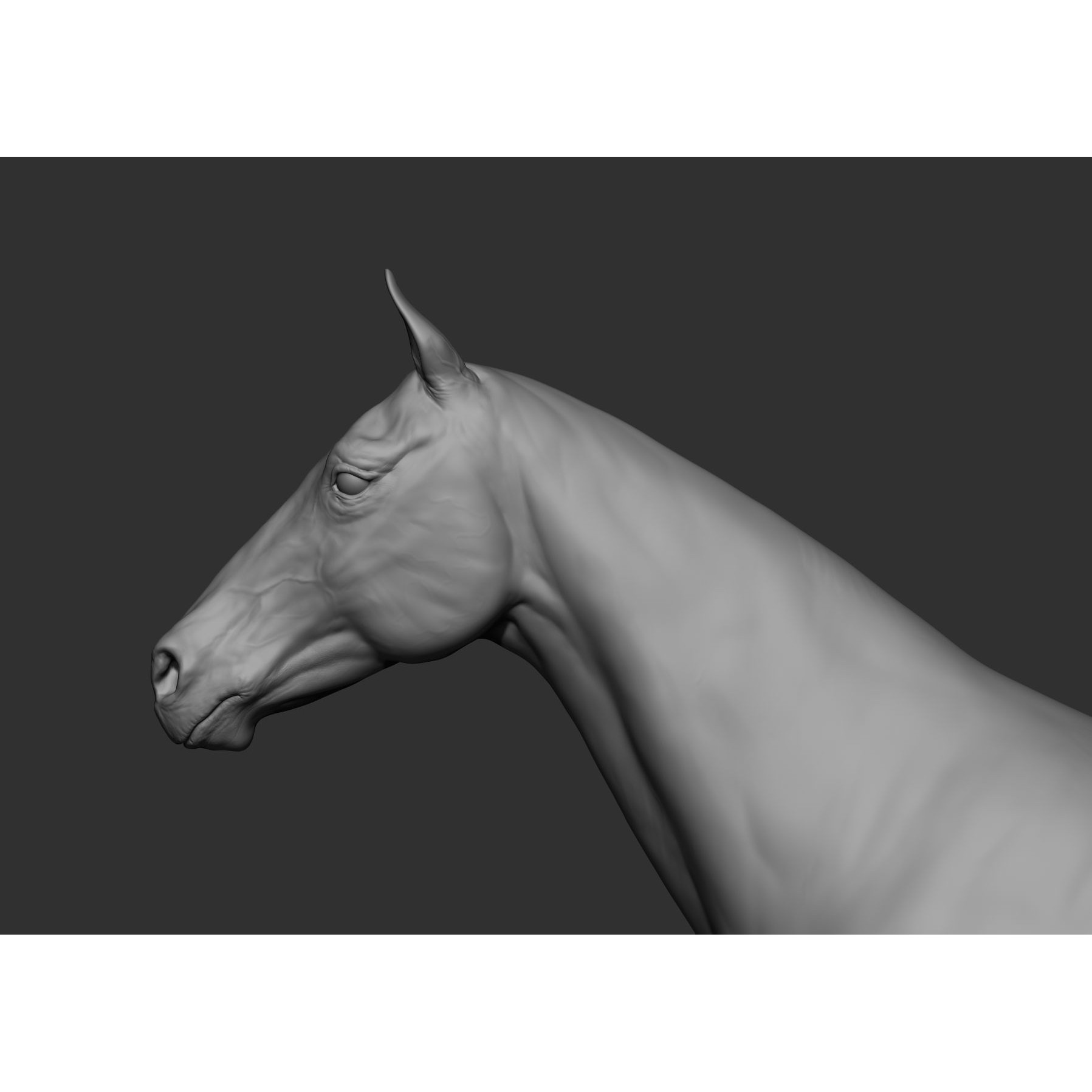 6 Horse Types - High-Poly 3D Model - View 50