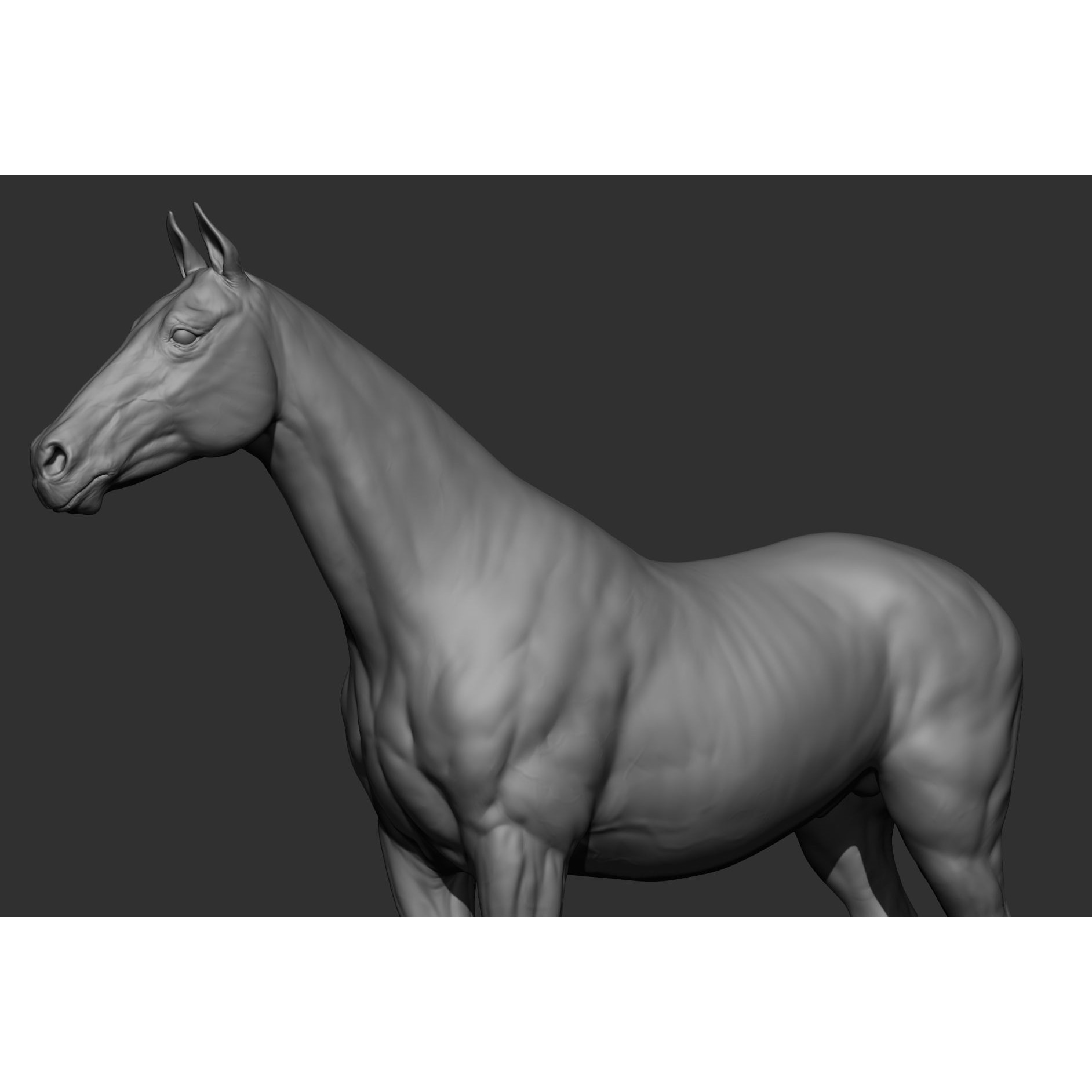 6 Horse Types - High-Poly 3D Model - View 51