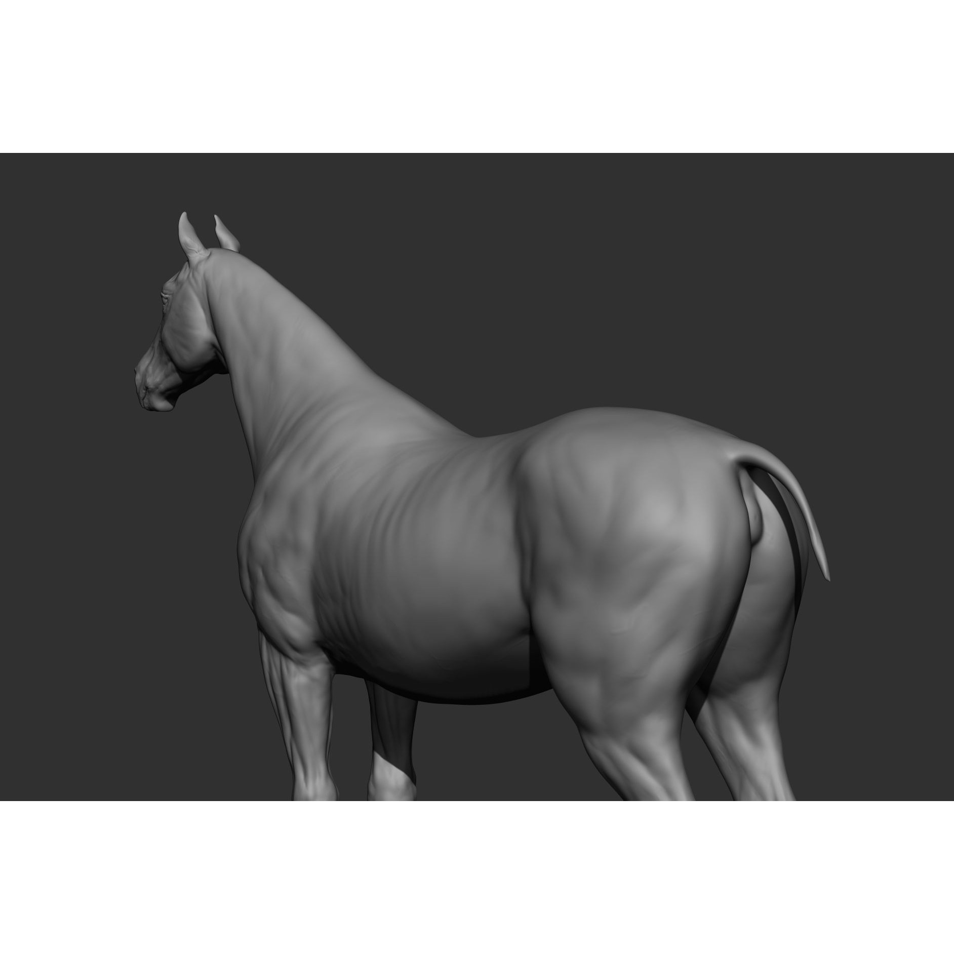 6 Horse Types - High-Poly 3D Model - View 53