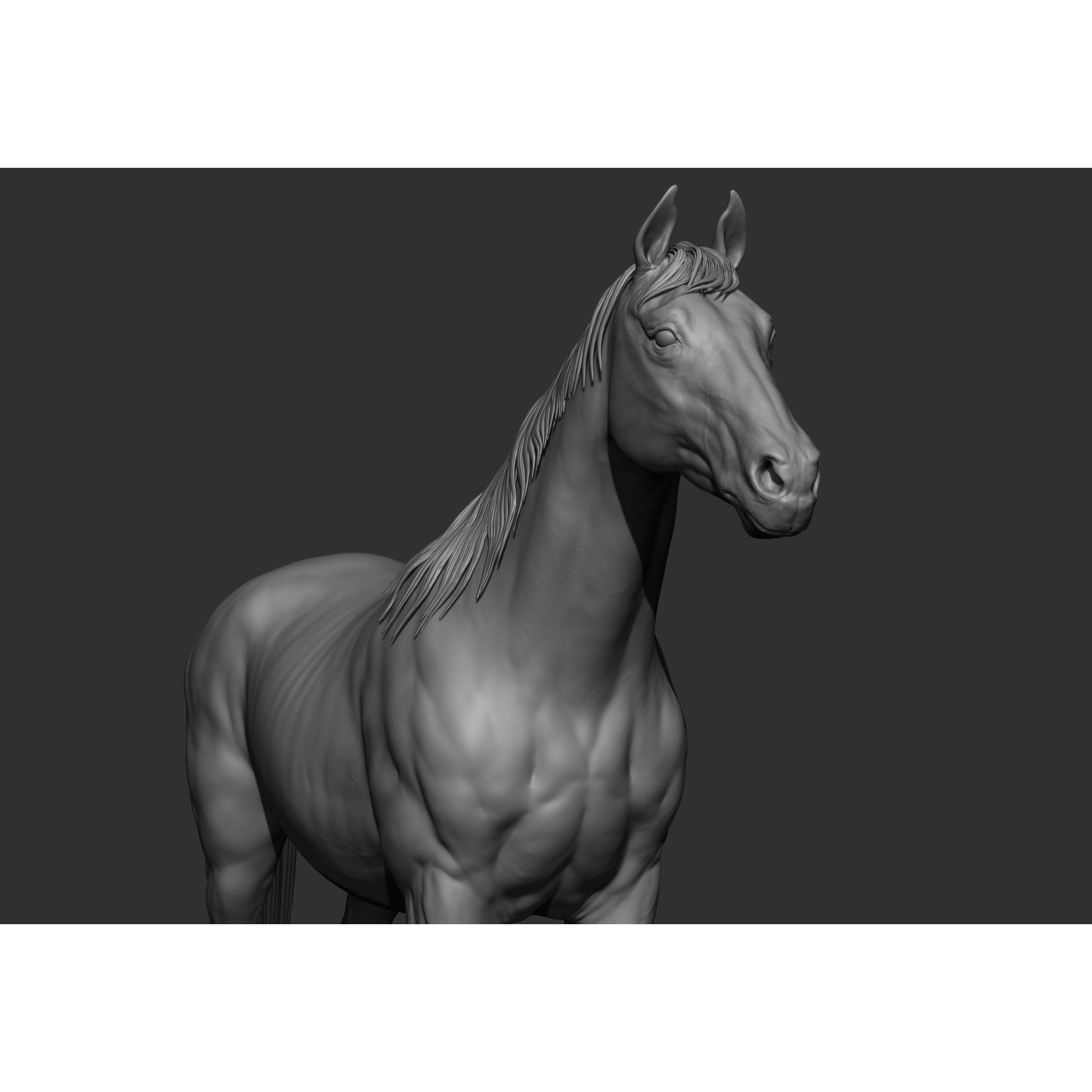 6 Horse Types - High-Poly 3D Model - View 56