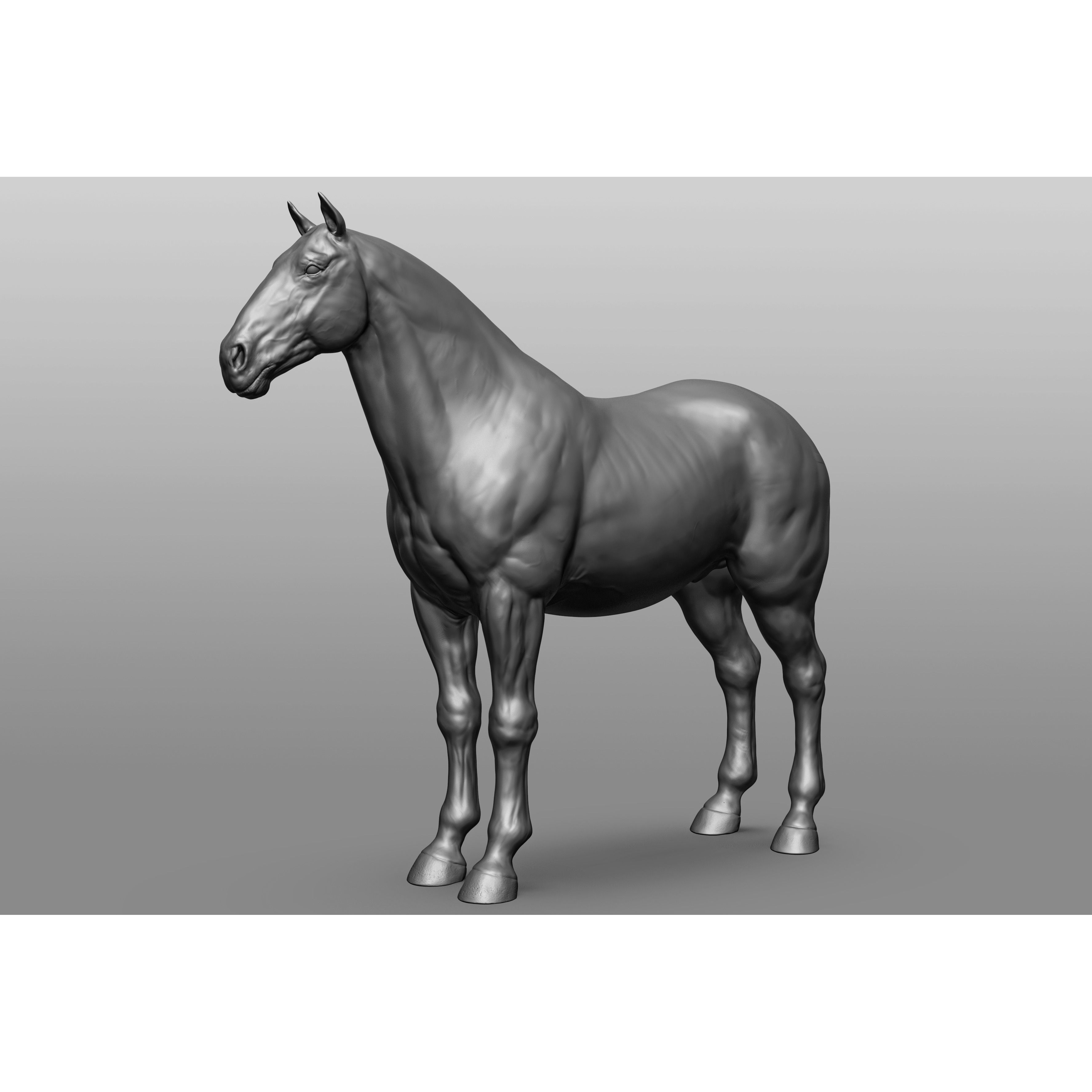 6 Horse Types - High-Poly 3D Model - View 57