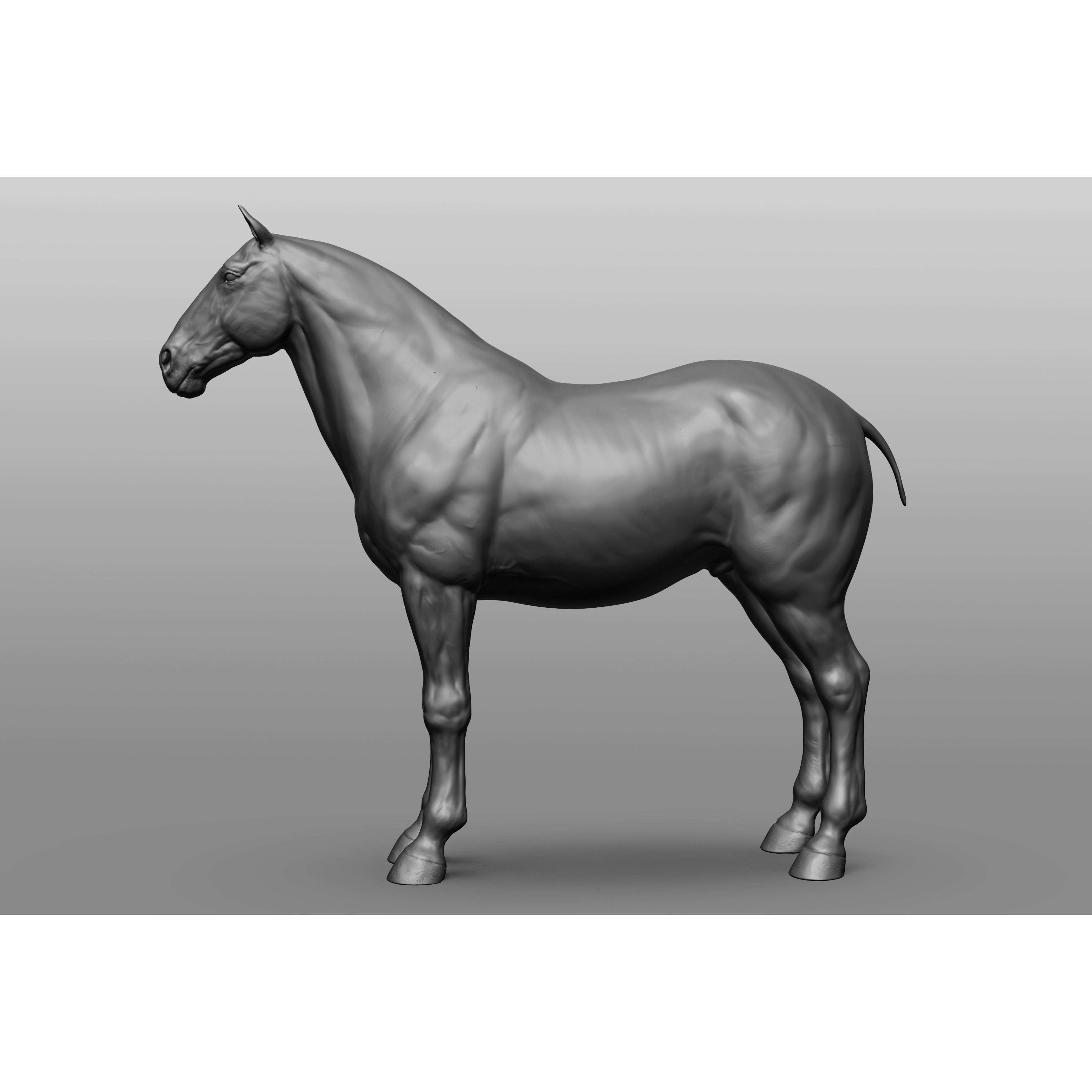 6 Horse Types - High-Poly 3D Model - View 58