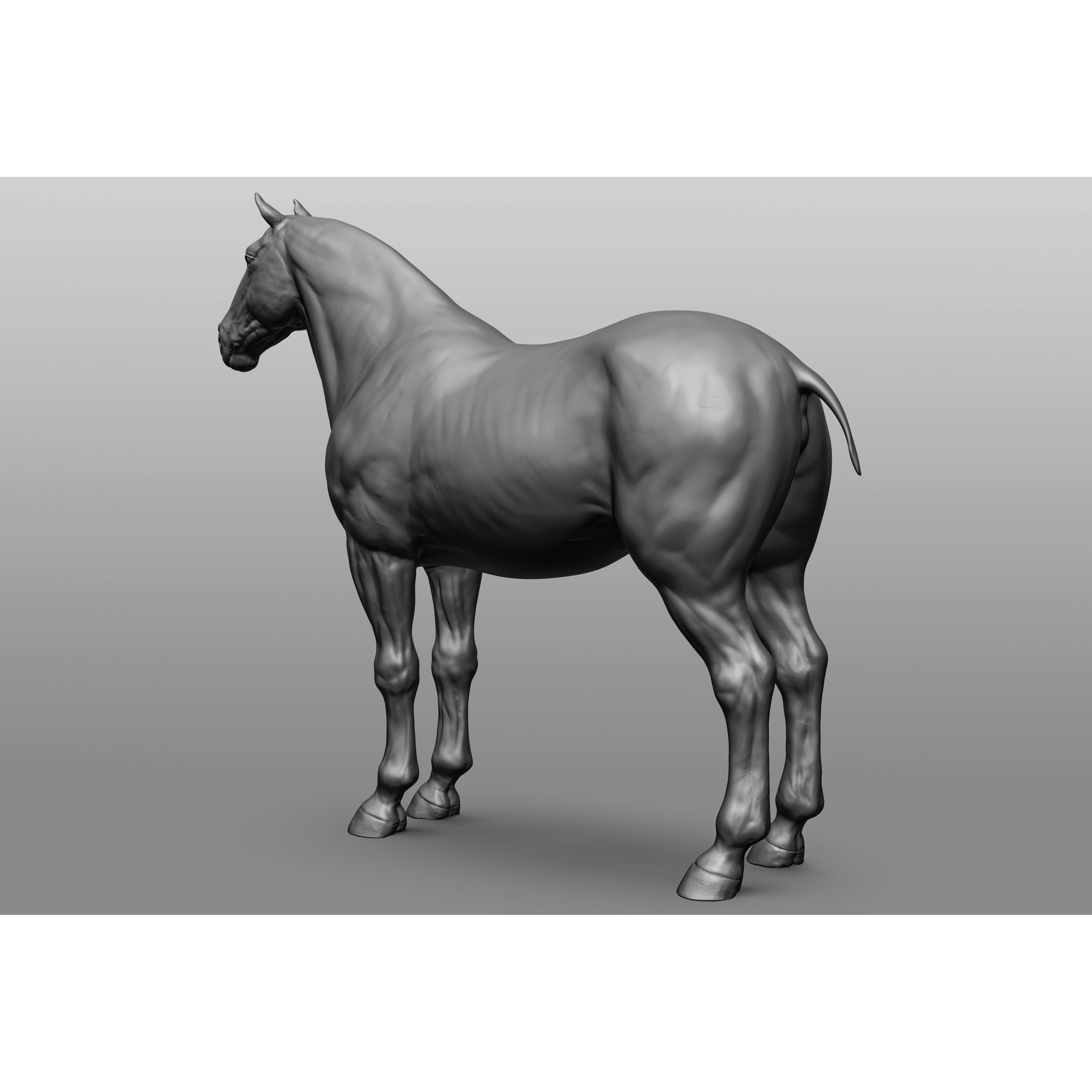 6 Horse Types - High-Poly 3D Model - View 59