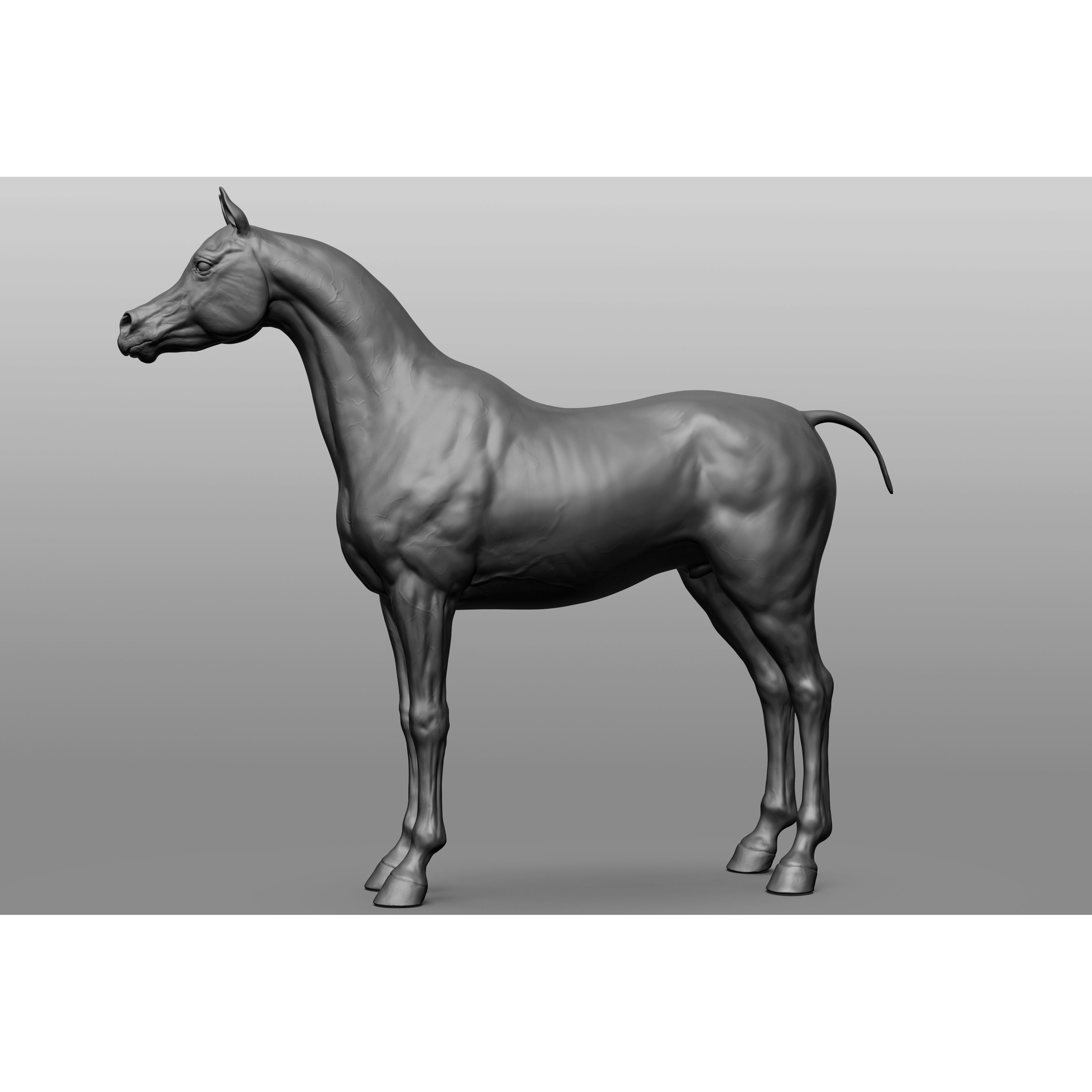 6 Horse Types - High-Poly 3D Model - View 6