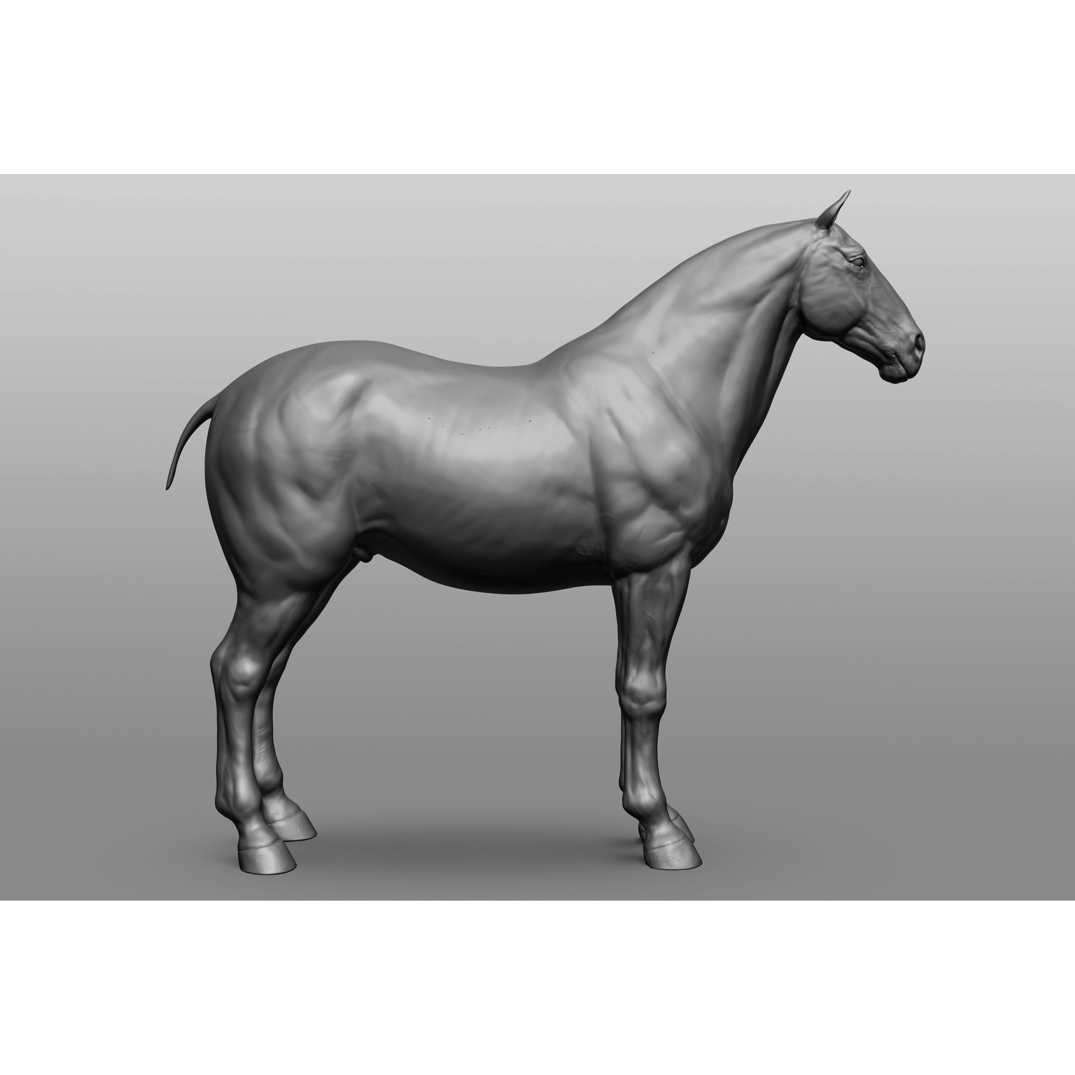6 Horse Types - High-Poly 3D Model - View 60