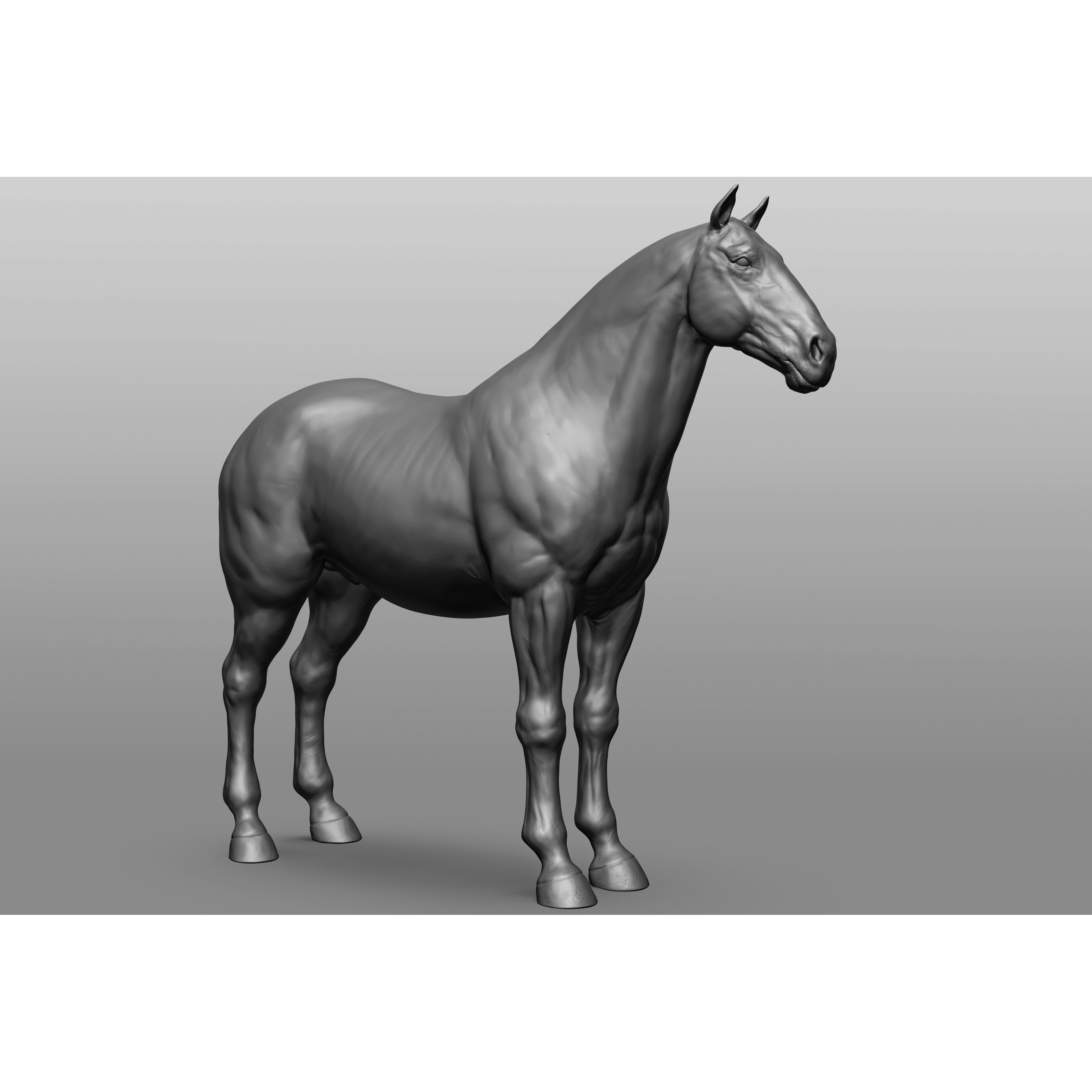 6 Horse Types - High-Poly 3D Model - View 61