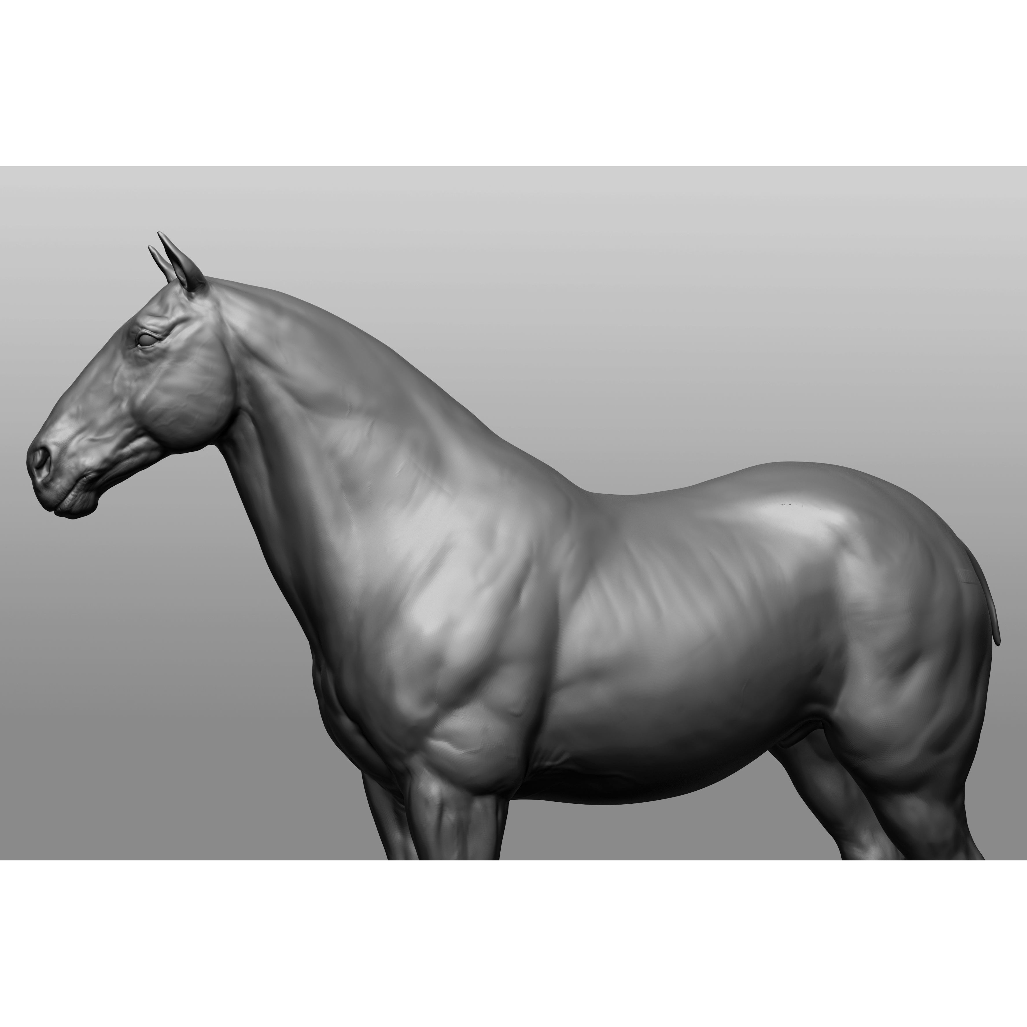 6 Horse Types - High-Poly 3D Model - View 63