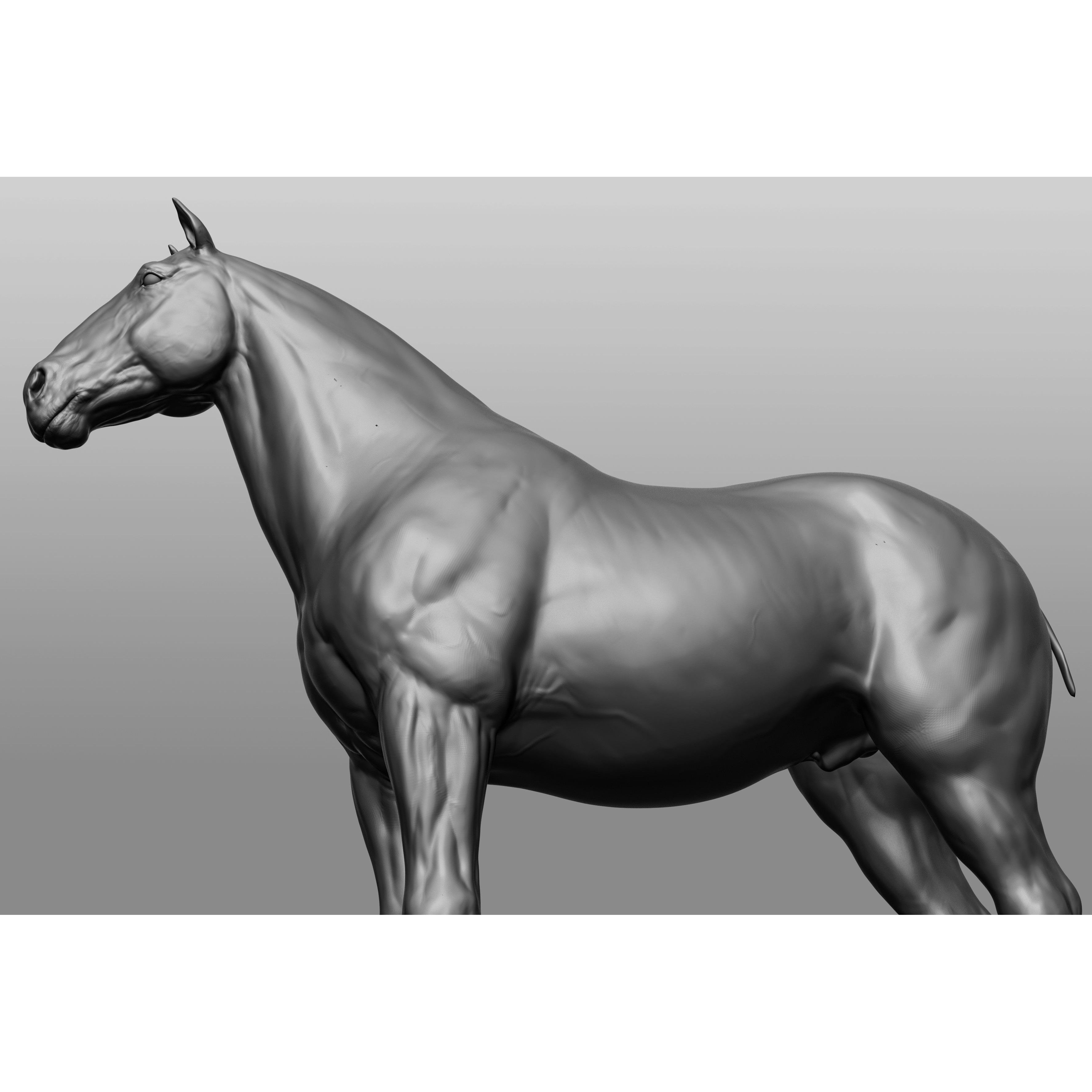 6 Horse Types - High-Poly 3D Model - View 64