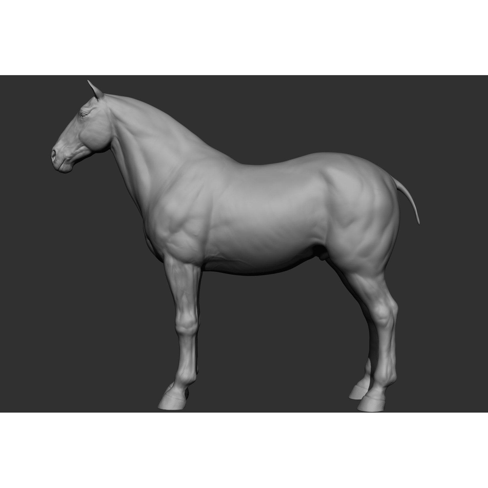 6 Horse Types - High-Poly 3D Model - View 67