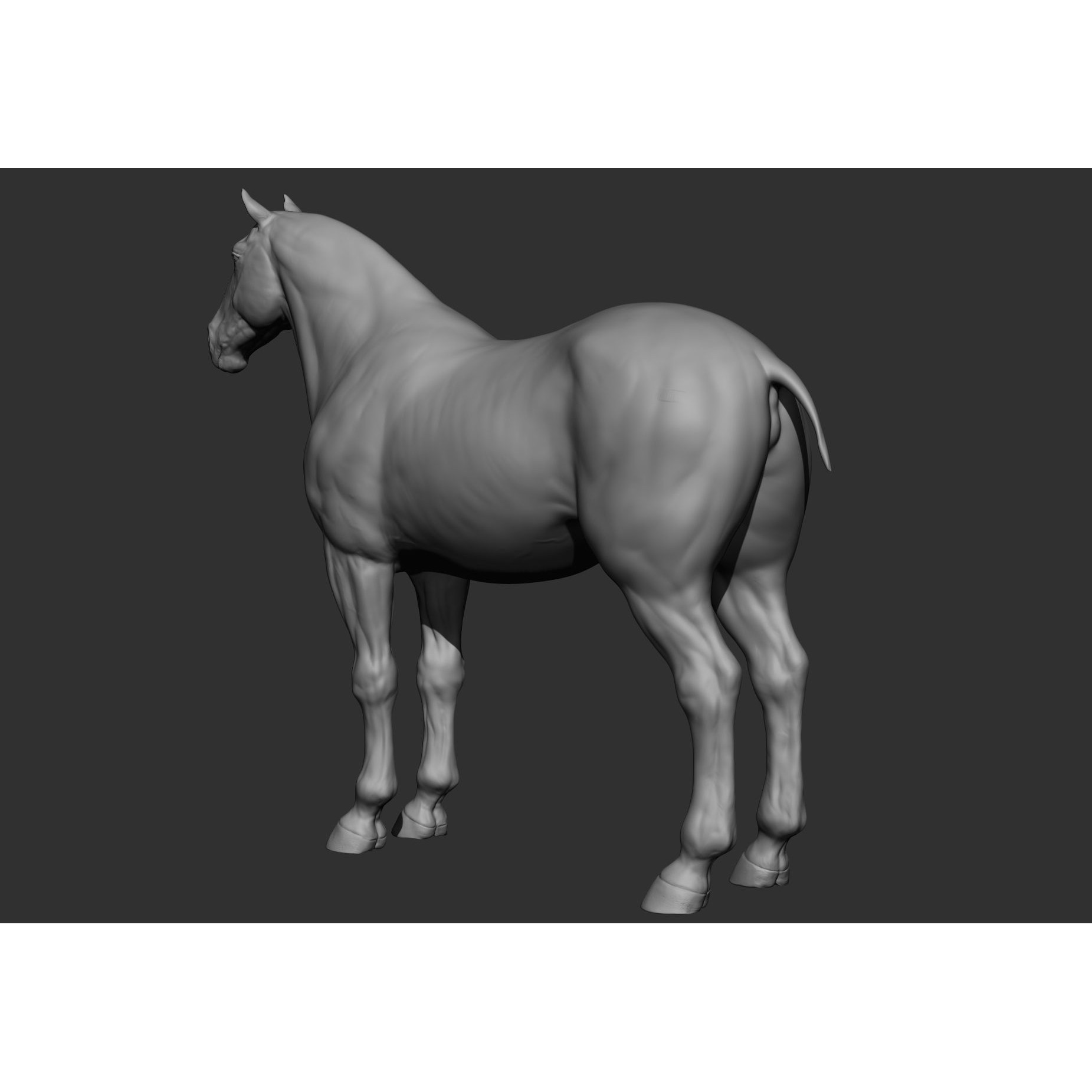 6 Horse Types - High-Poly 3D Model - View 68