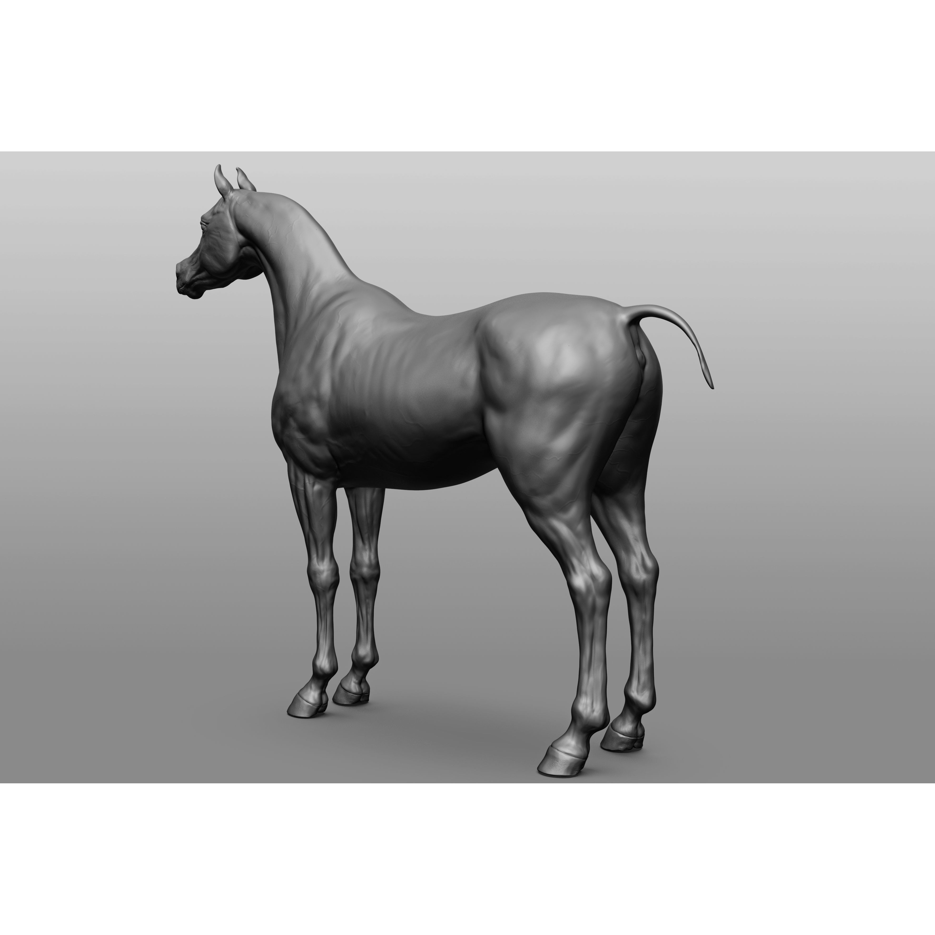 6 Horse Types - High-Poly 3D Model - View 7