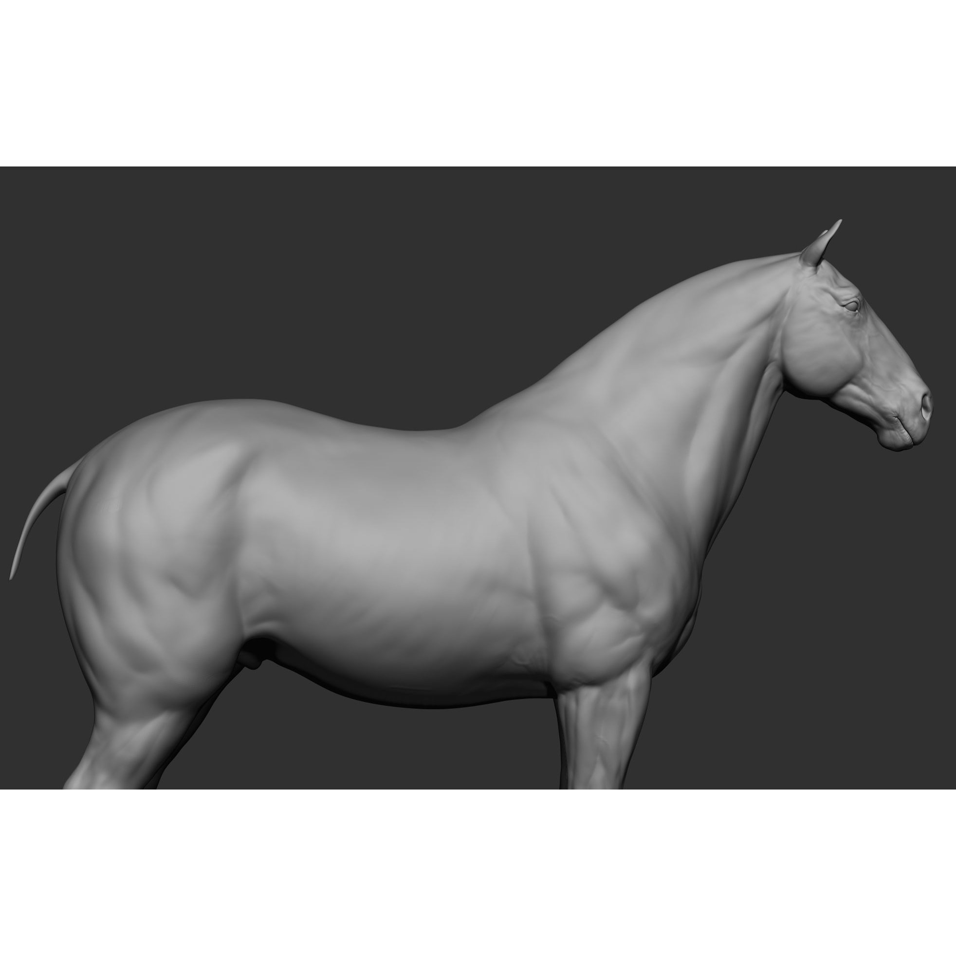 6 Horse Types - High-Poly 3D Model - View 73