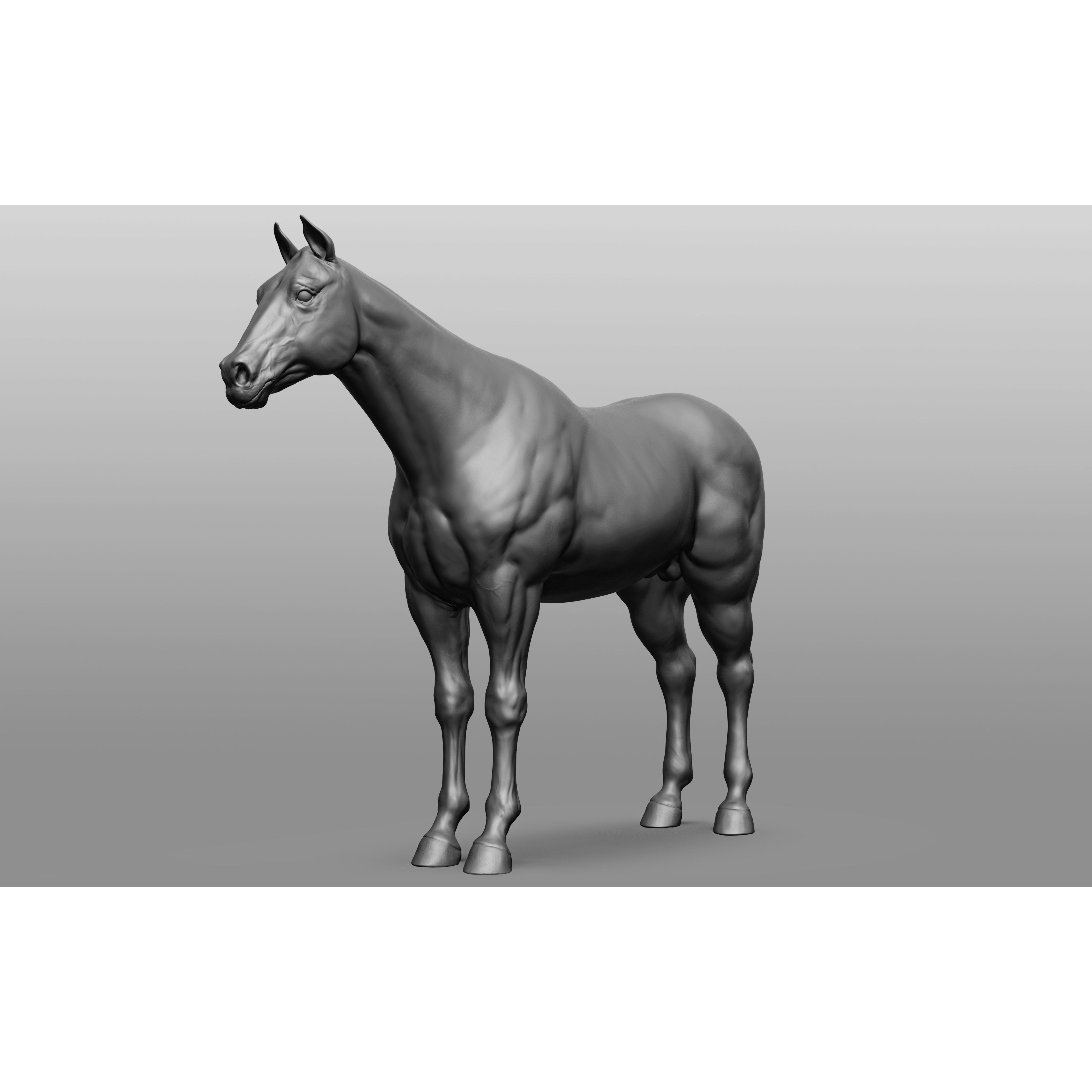 6 Horse Types - High-Poly 3D Model - View 75