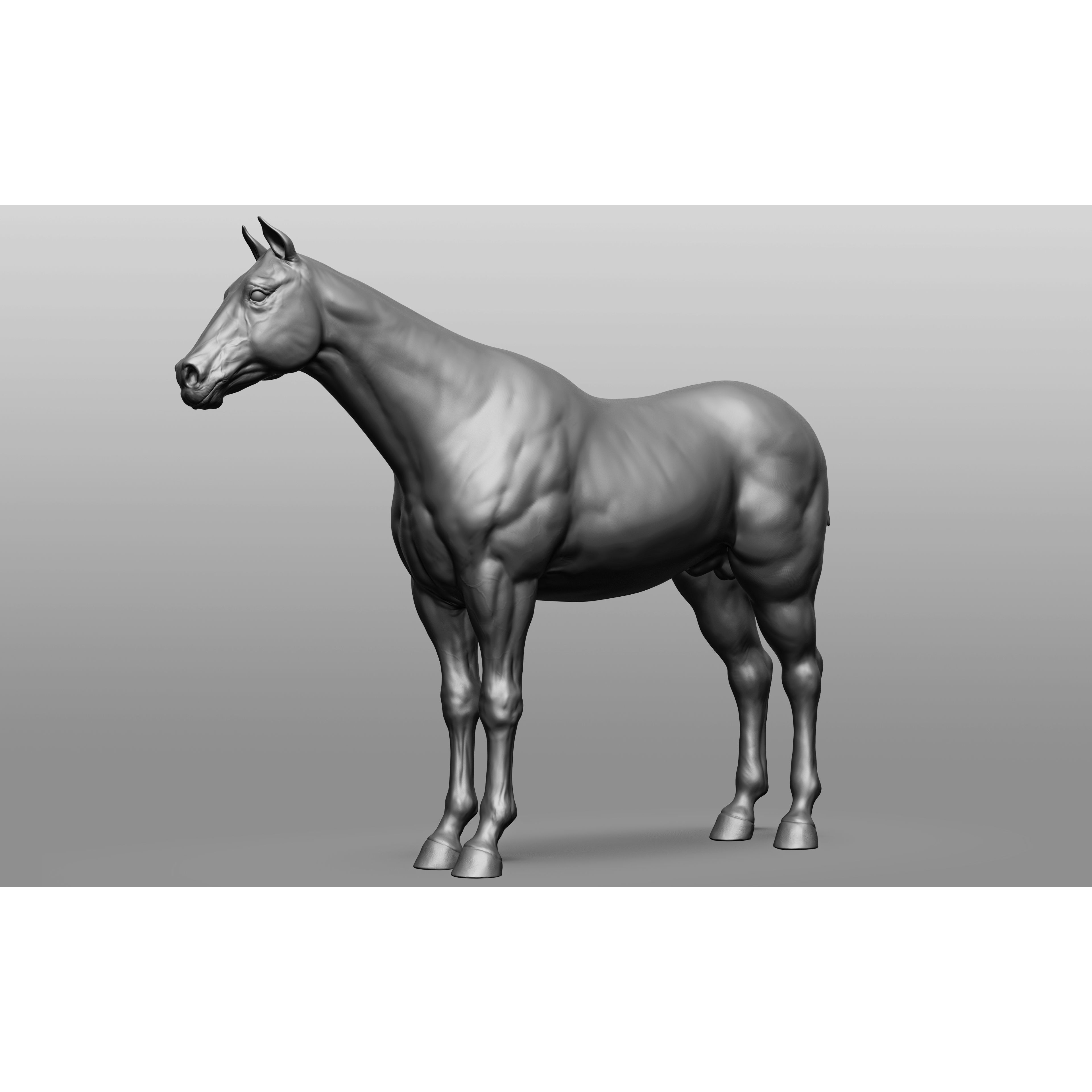 6 Horse Types - High-Poly 3D Model - View 76
