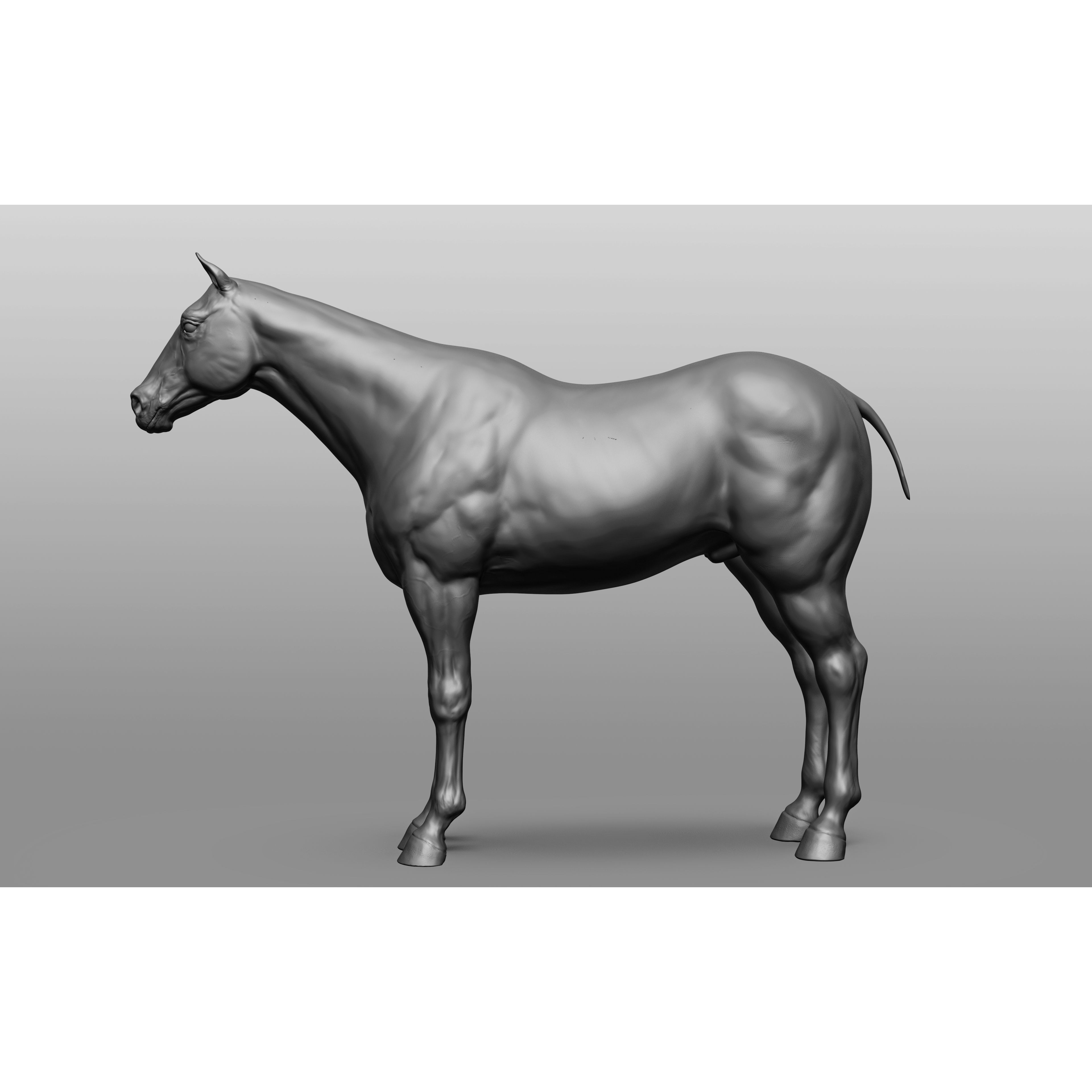 6 Horse Types - High-Poly 3D Model - View 77