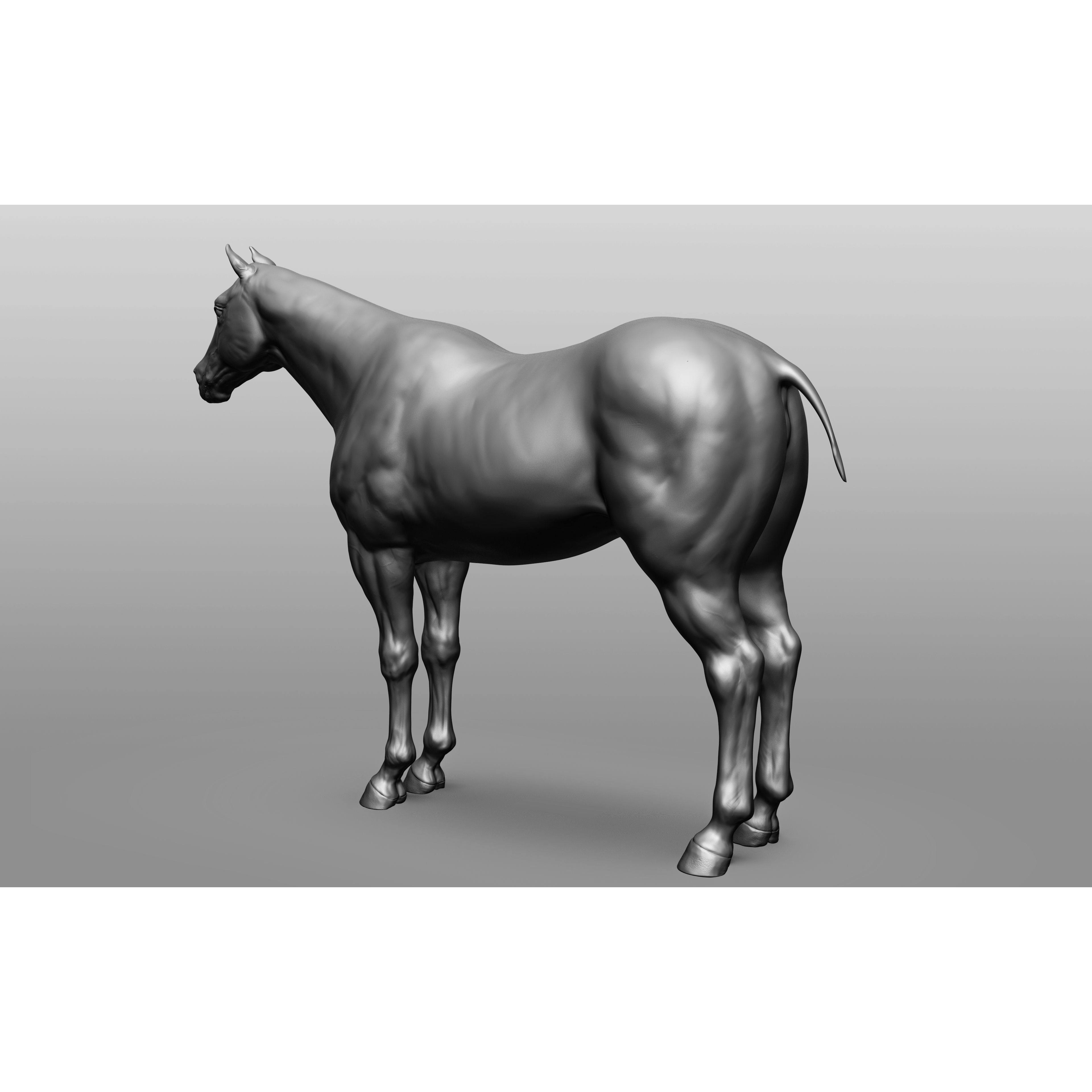 6 Horse Types - High-Poly 3D Model - View 78