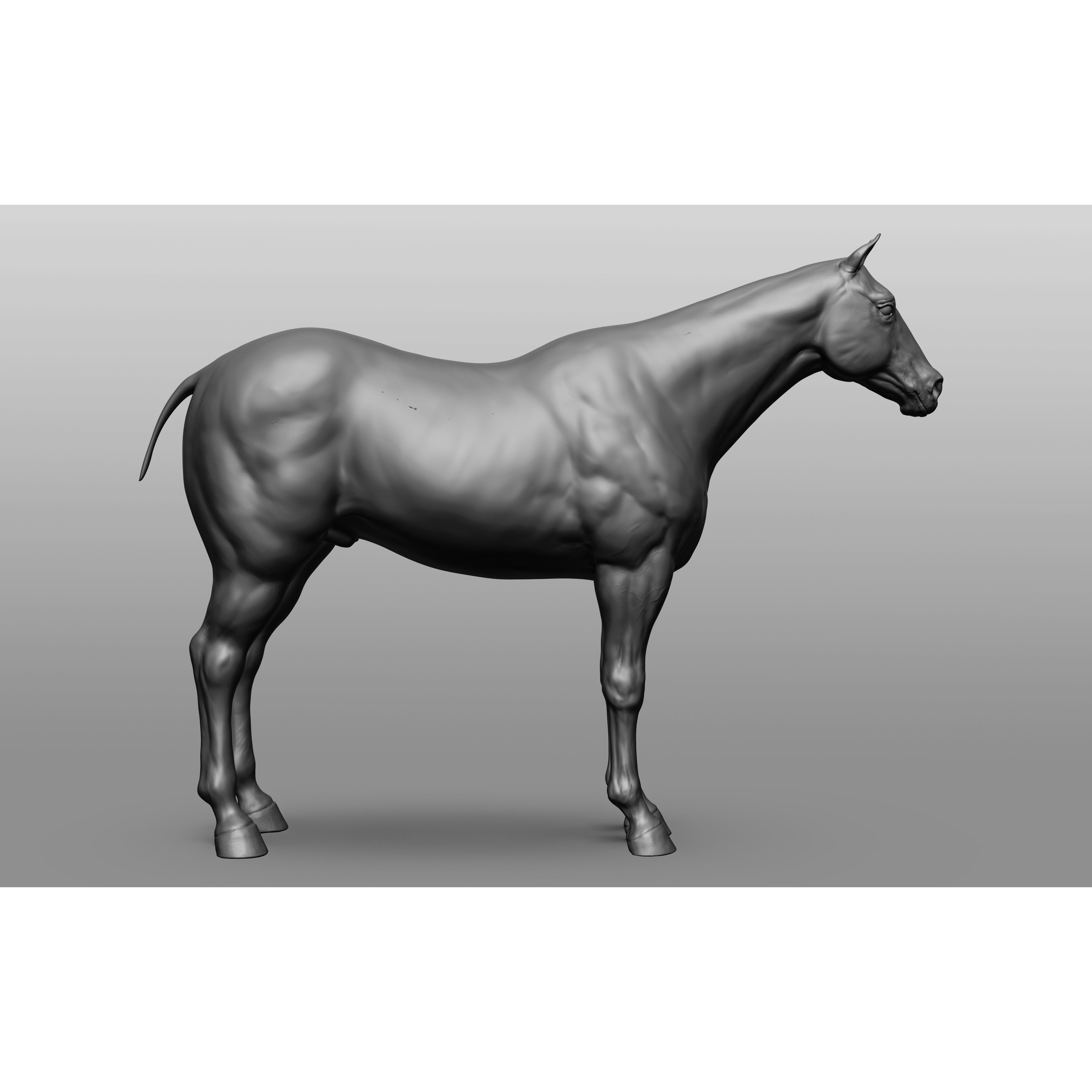 6 Horse Types - High-Poly 3D Model - View 79