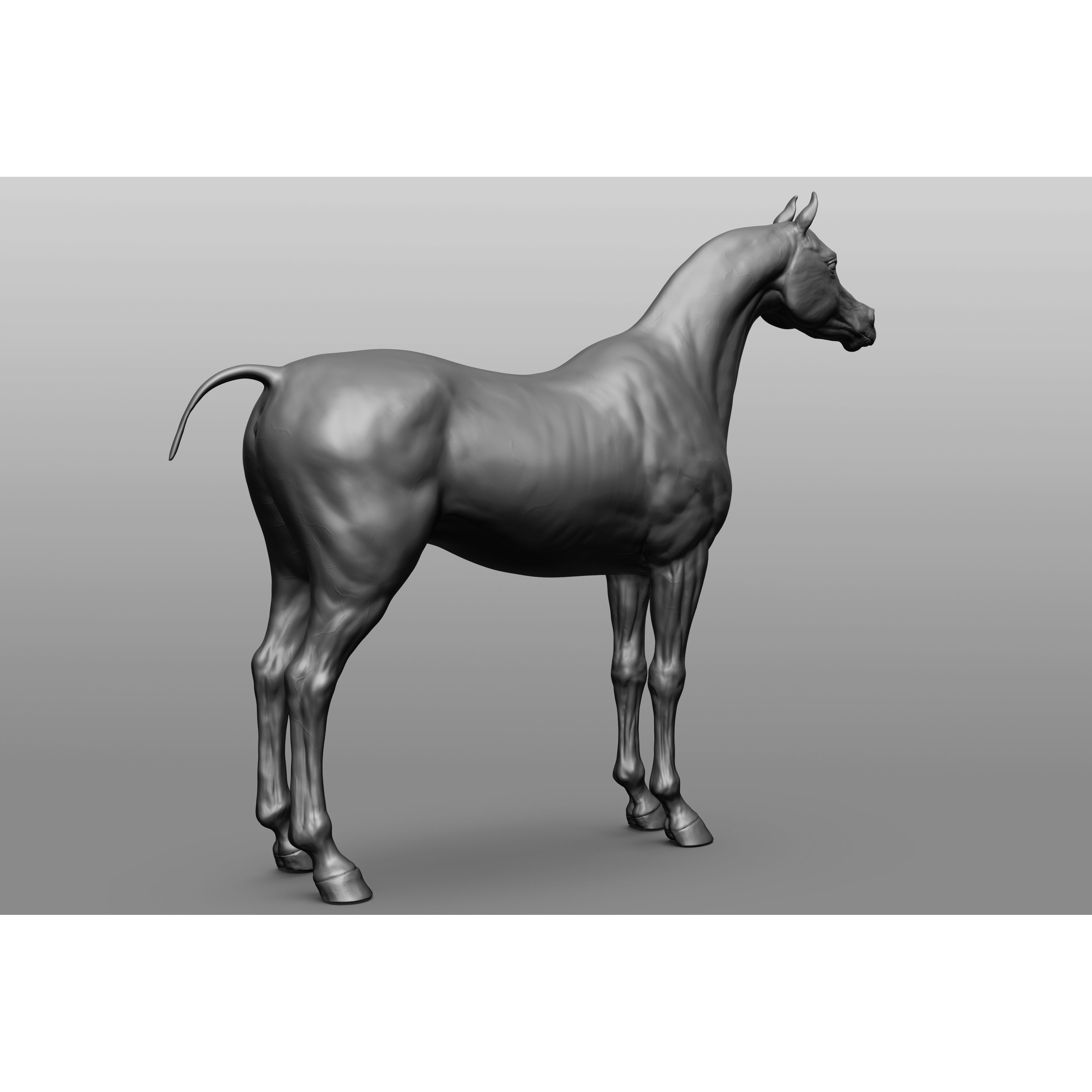6 Horse Types - High-Poly 3D Model - View 8