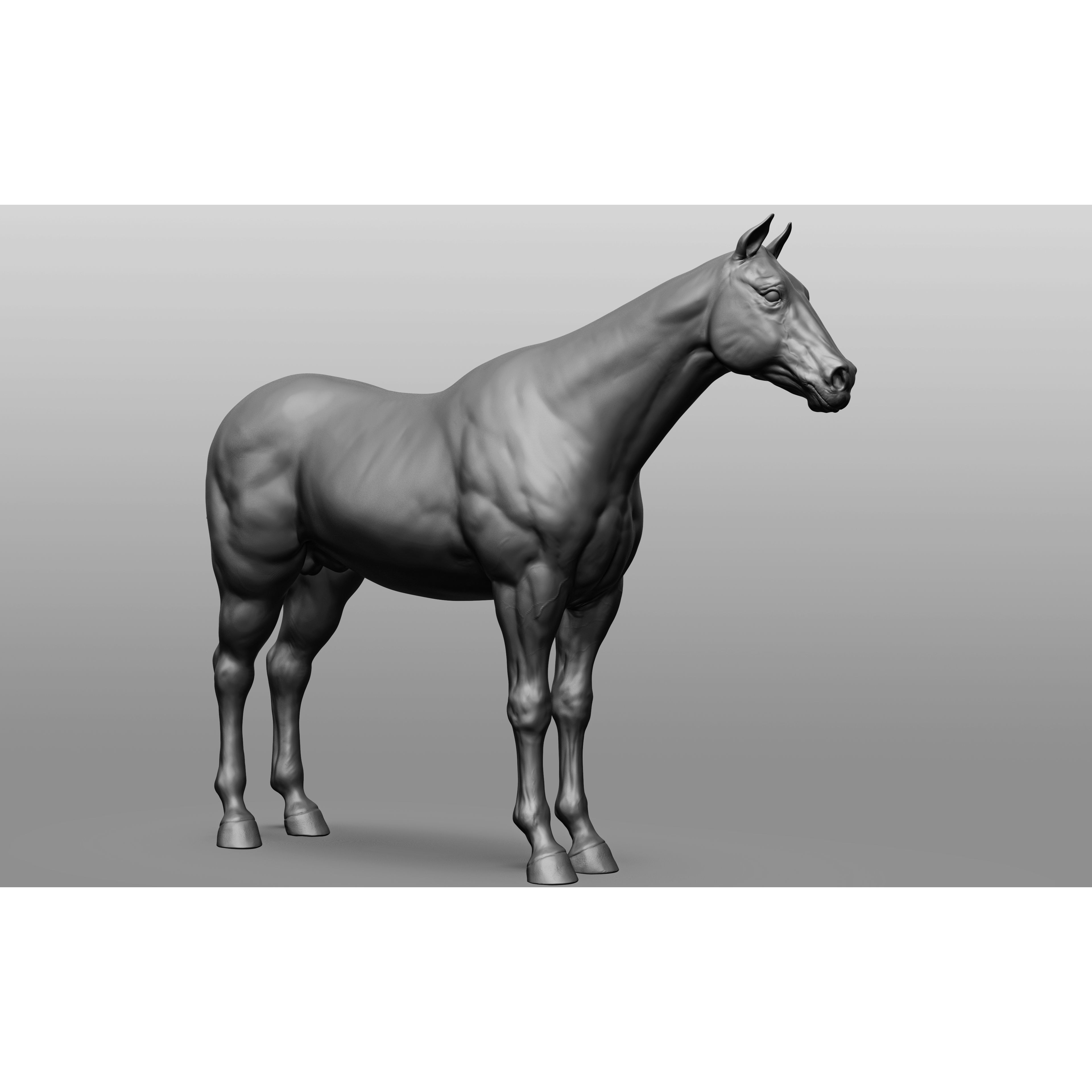6 Horse Types - High-Poly 3D Model - View 80