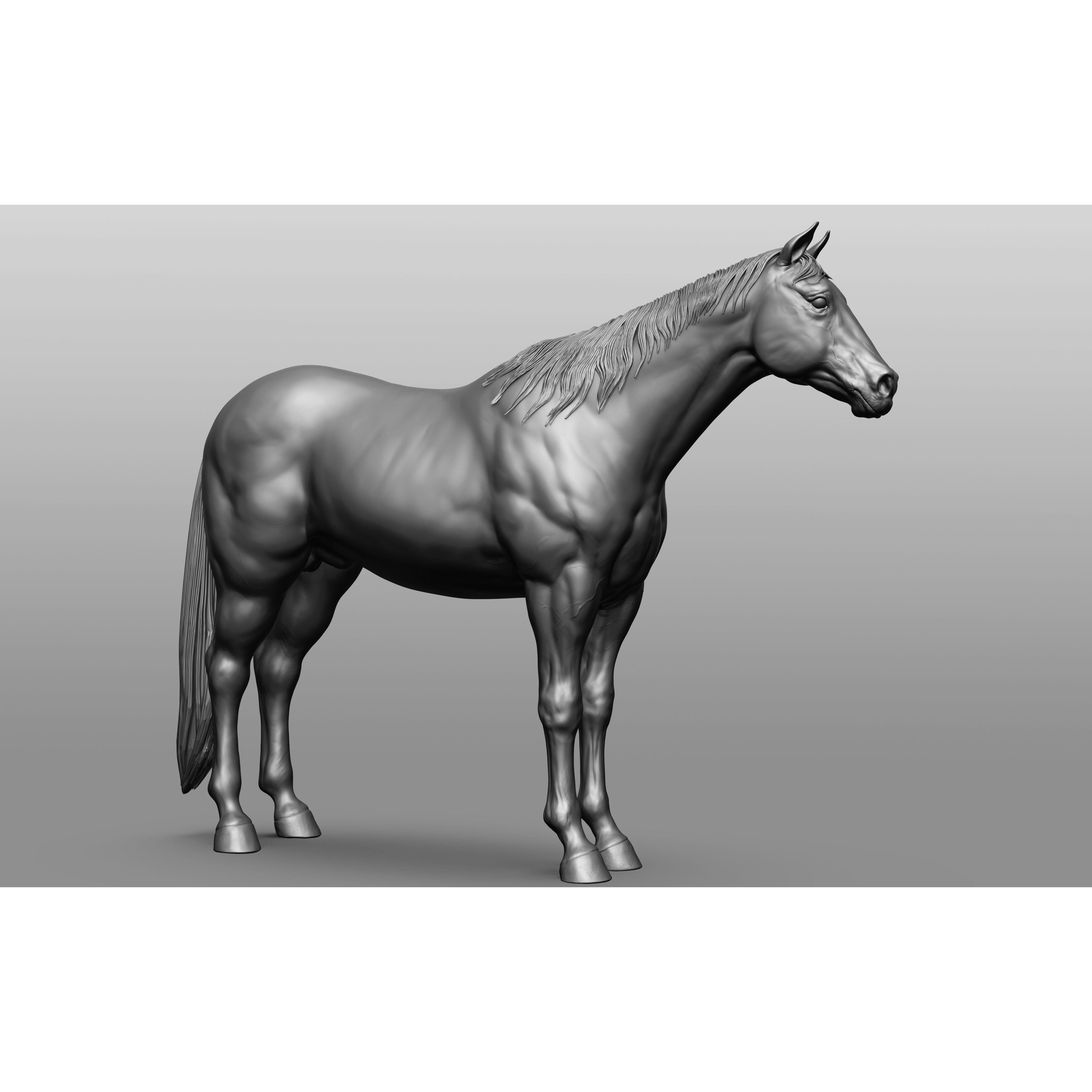 6 Horse Types - High-Poly 3D Model - View 83