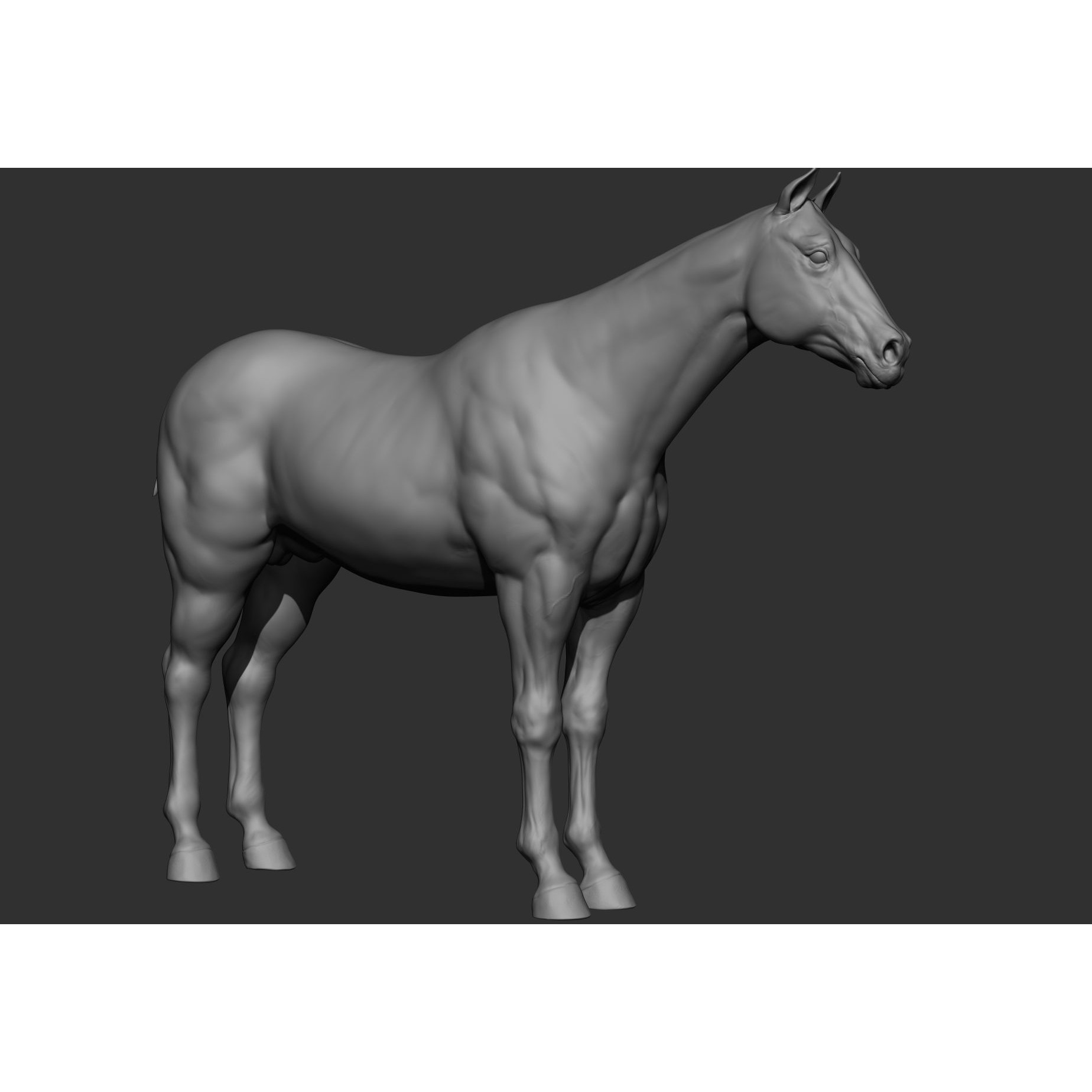 6 Horse Types - High-Poly 3D Model - View 86
