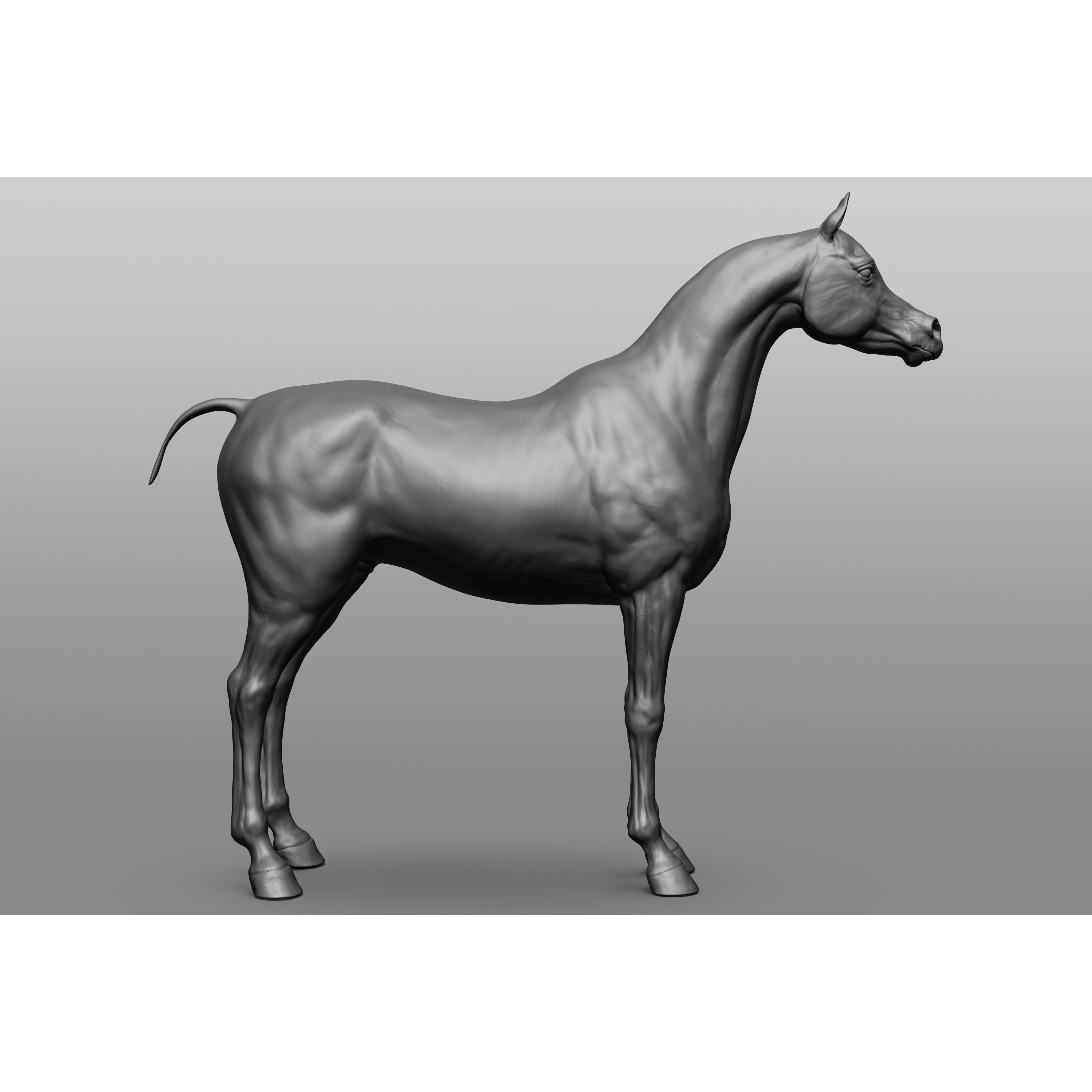 6 Horse Types - High-Poly 3D Model - View 9