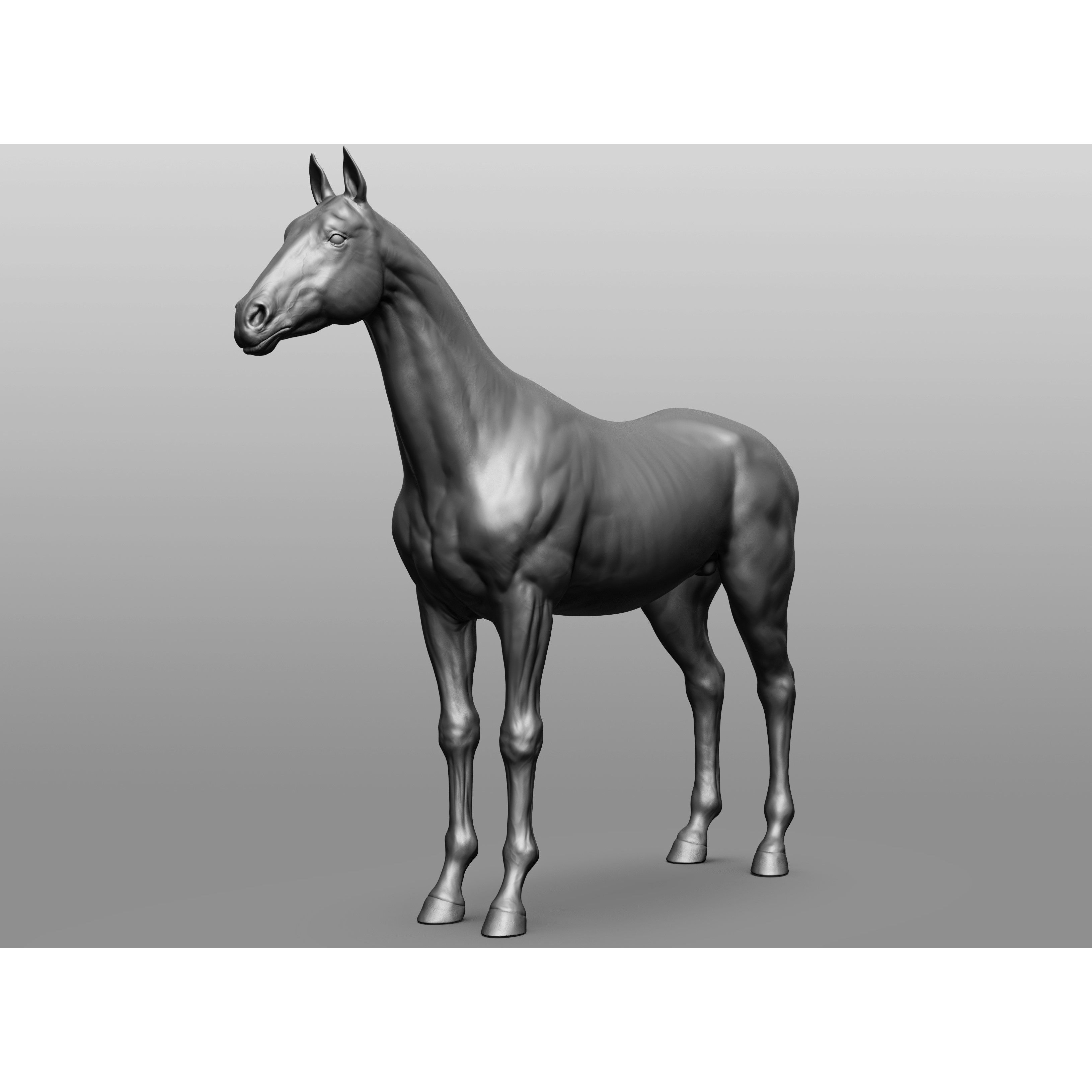 6 Horse Types - High-Poly 3D Model - View 92