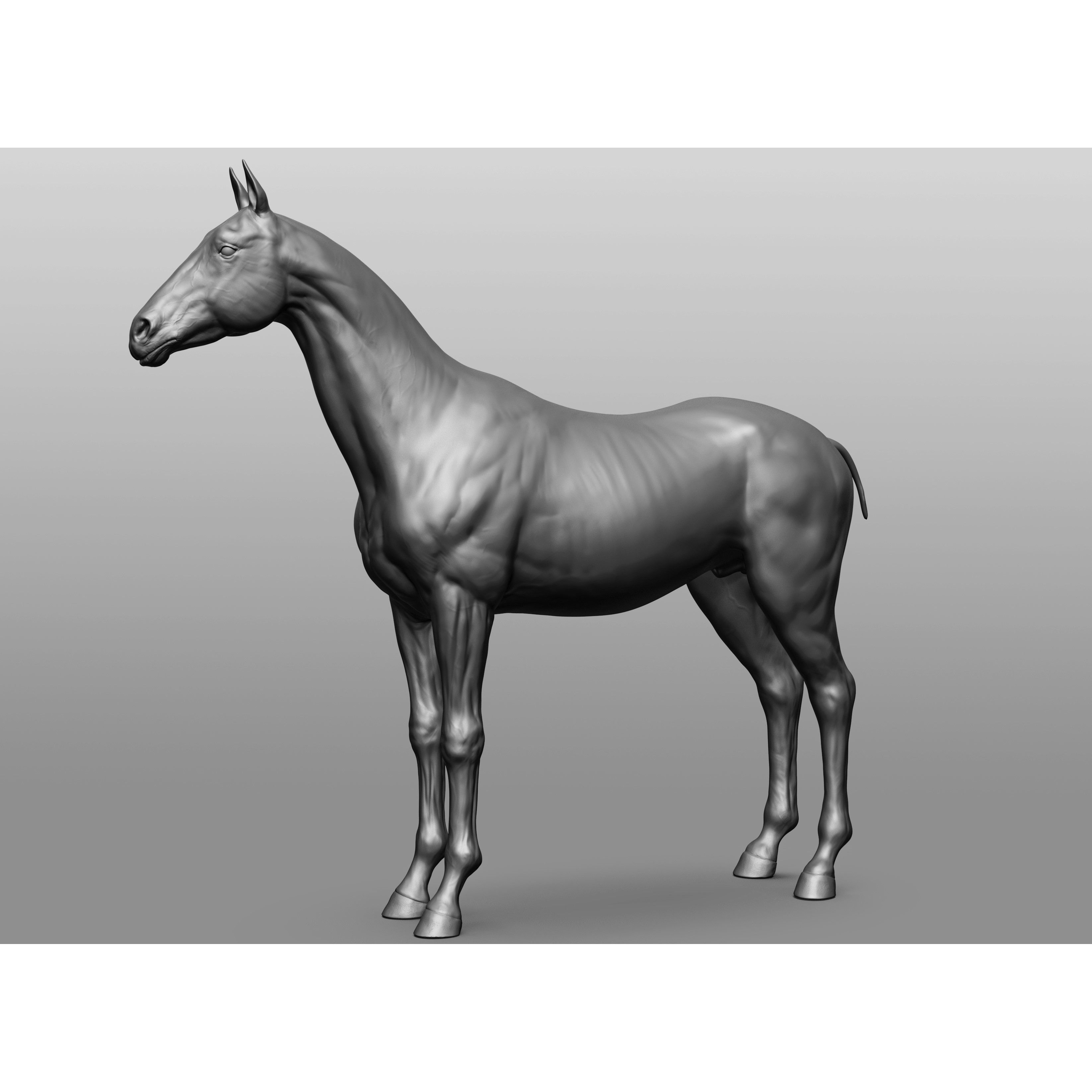 6 Horse Types - High-Poly 3D Model - View 93
