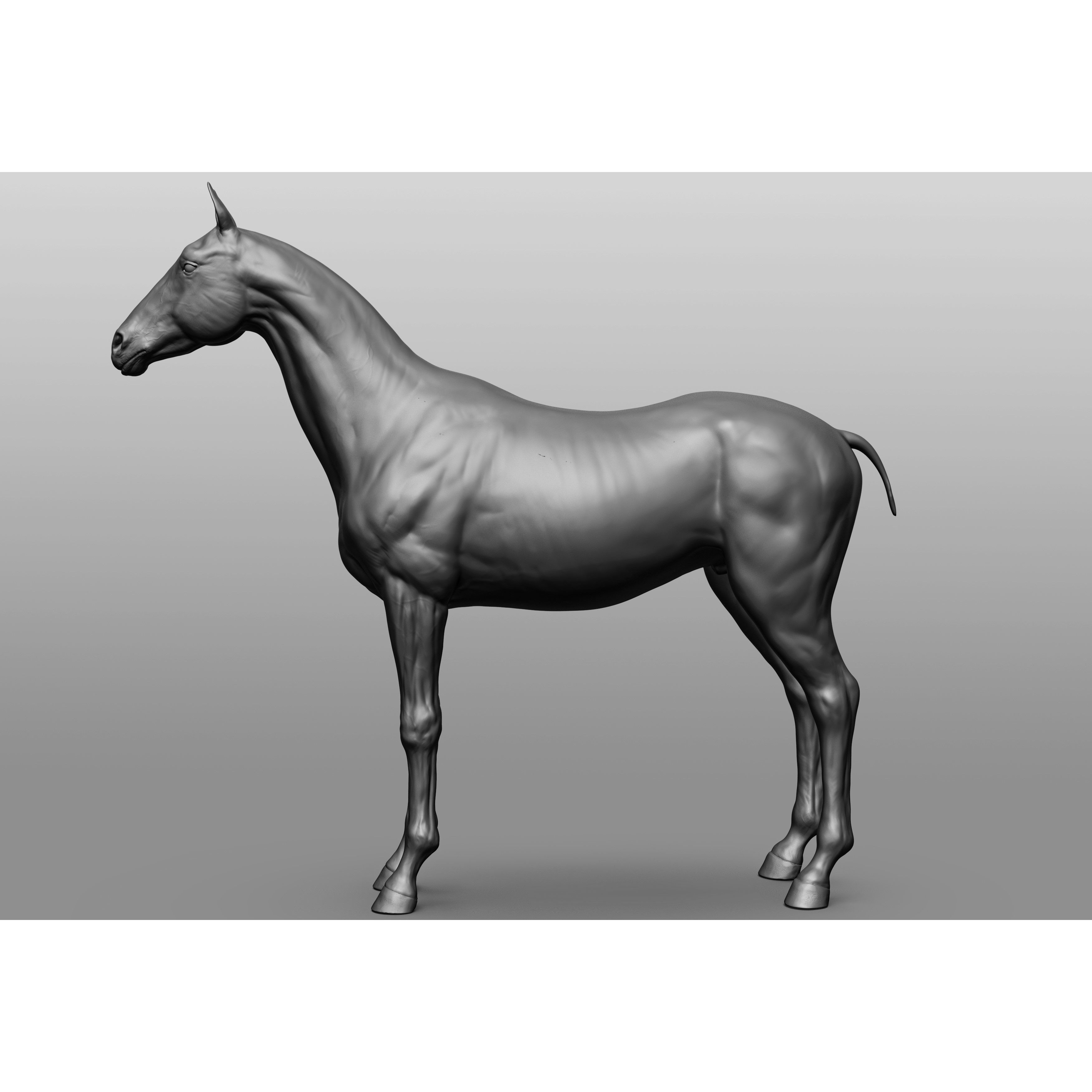 6 Horse Types - High-Poly 3D Model - View 94
