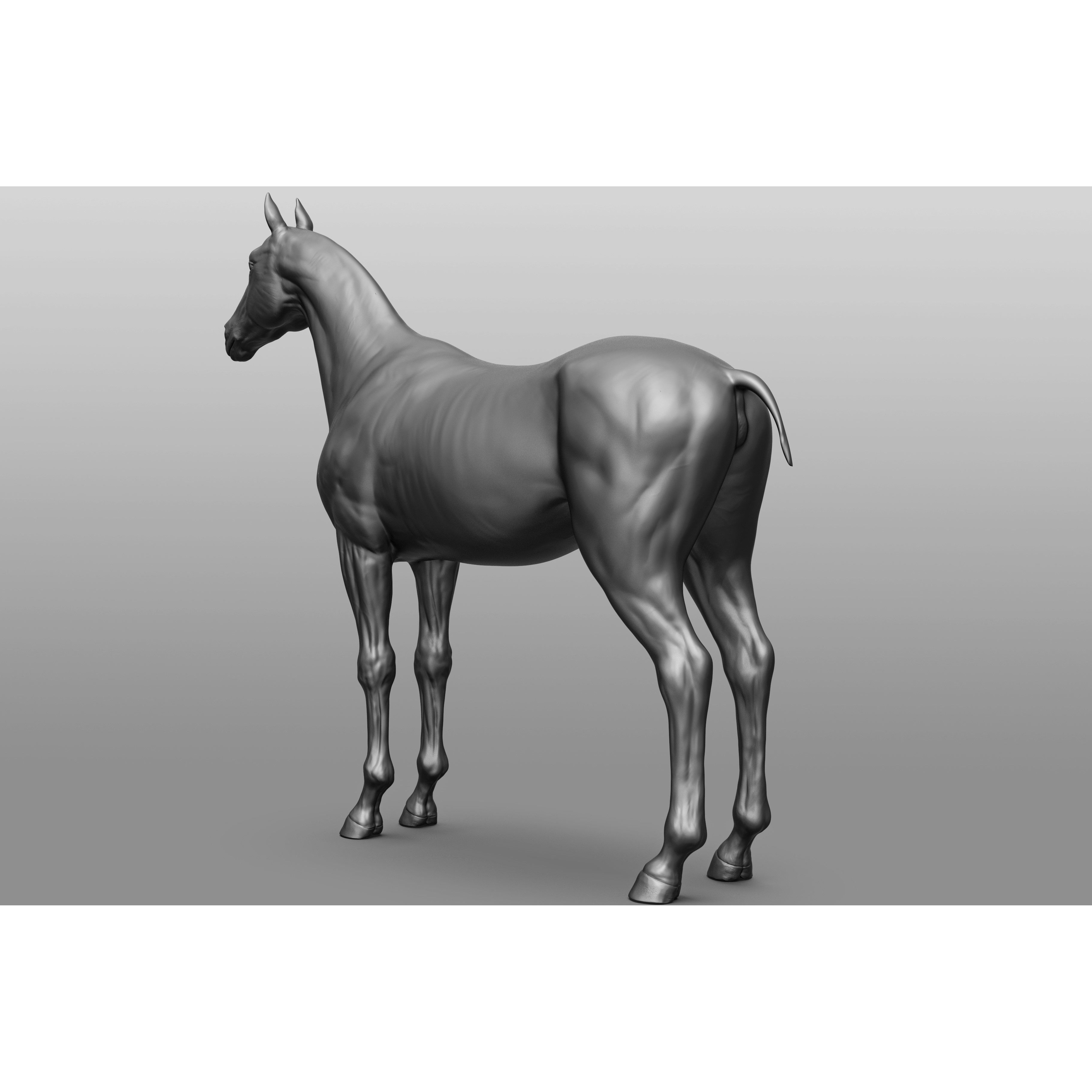 6 Horse Types - High-Poly 3D Model - View 95