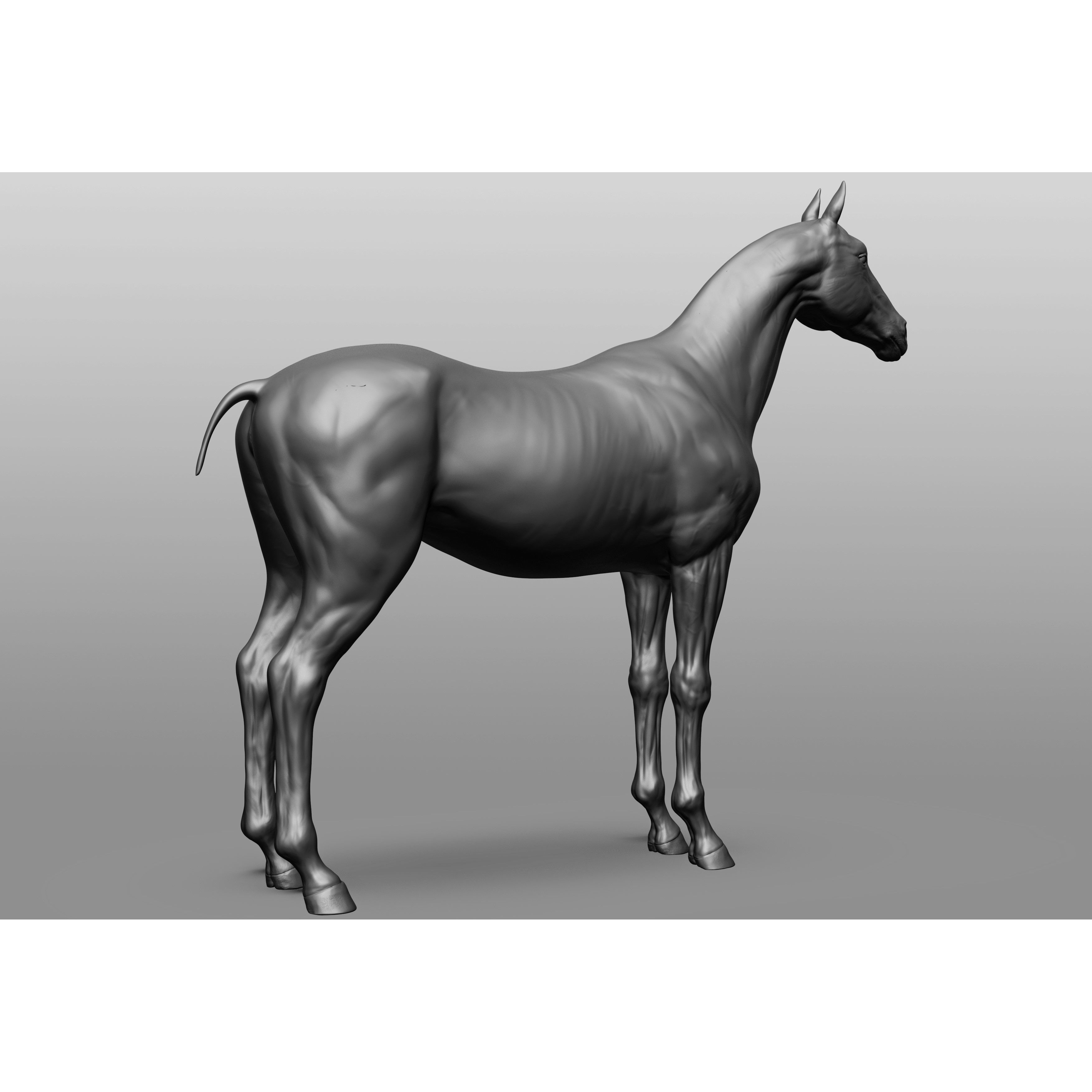 6 Horse Types - High-Poly 3D Model - View 96