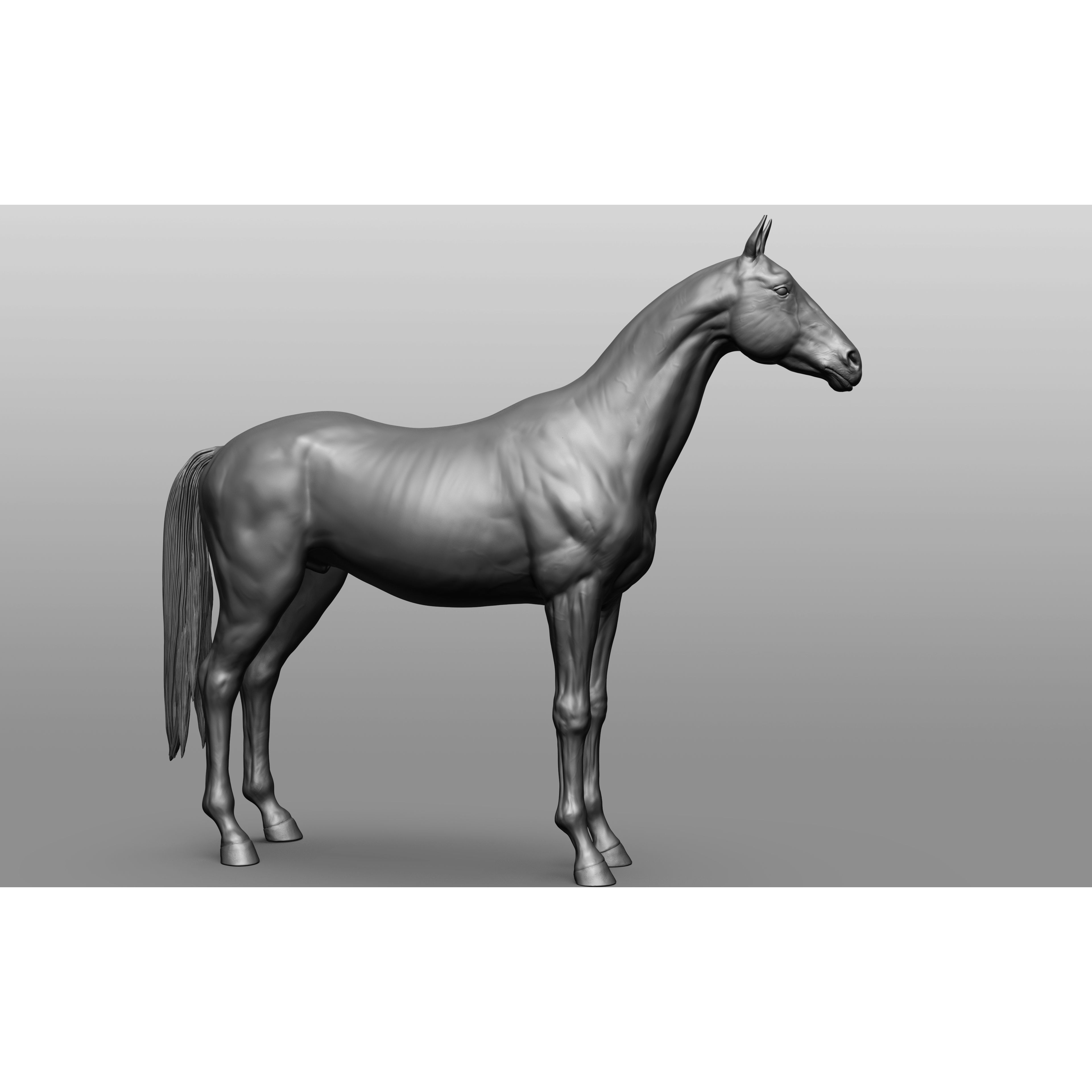 6 Horse Types - High-Poly 3D Model - View 98