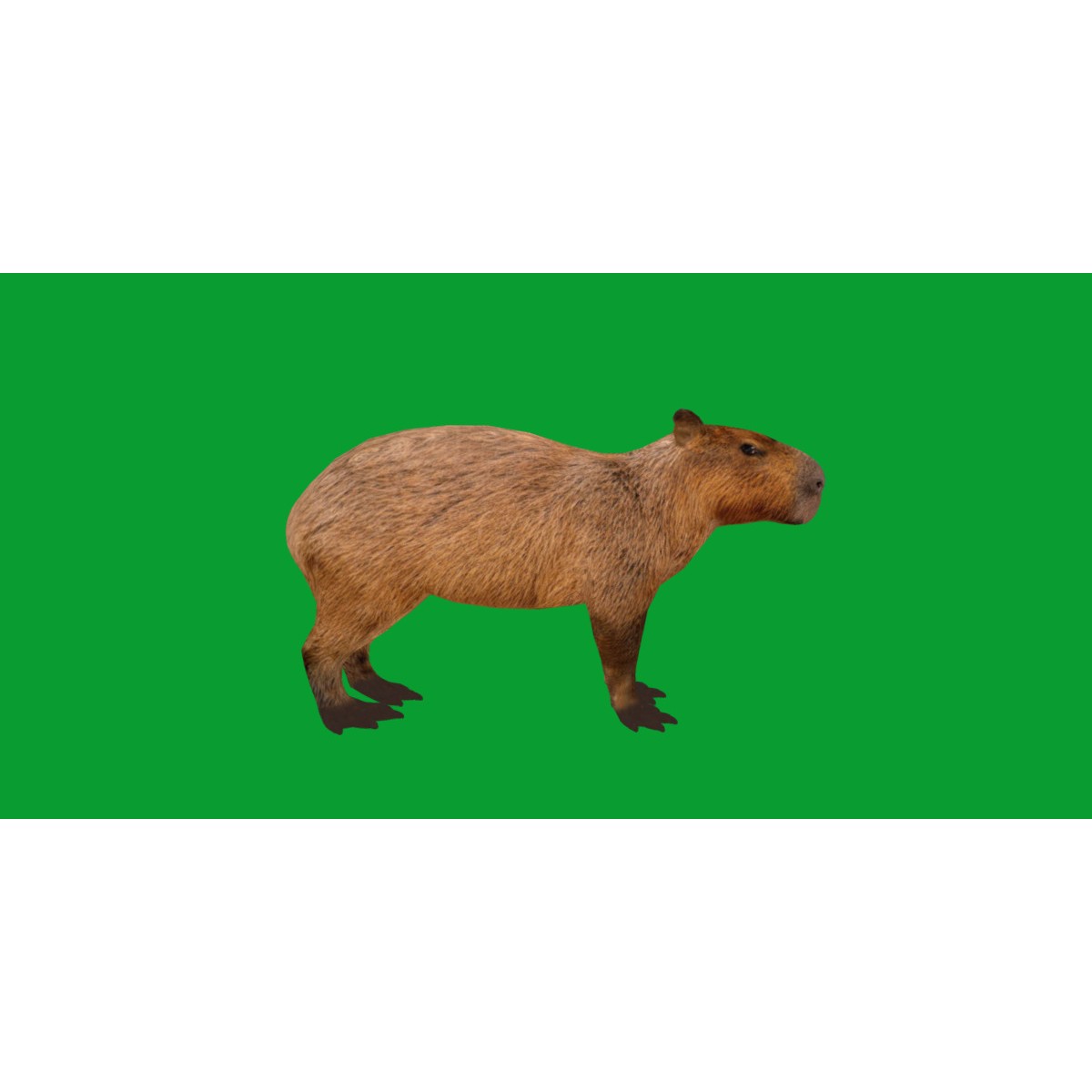 Capybara - Low-Poly Game-Ready 3D Model