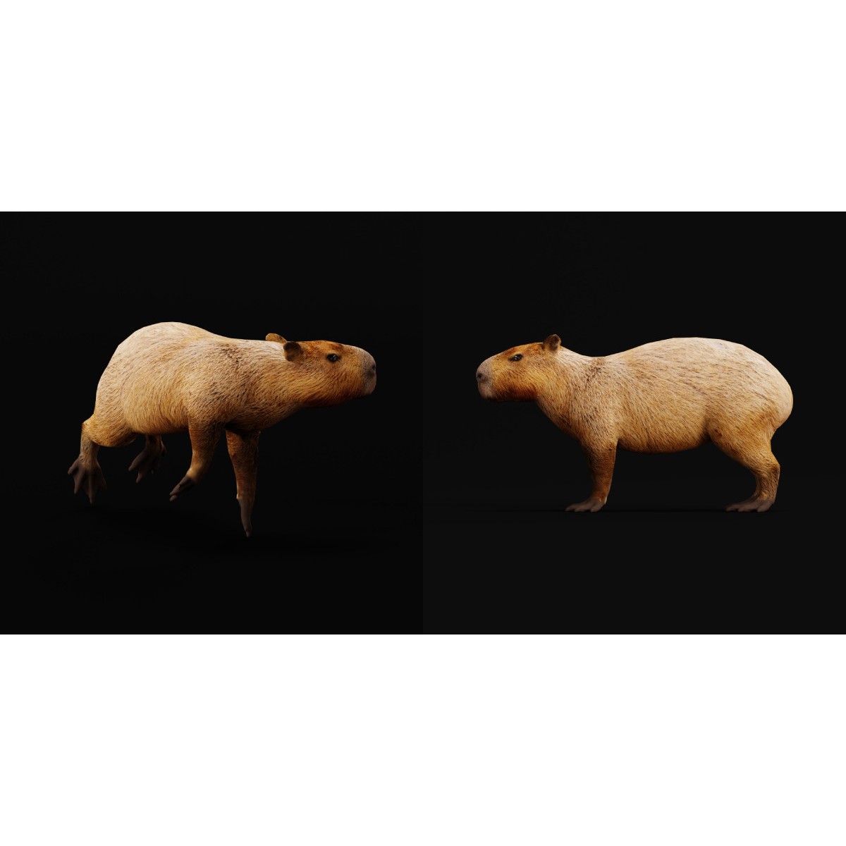 Capybara - Low-Poly Game-Ready 3D Model - View 16