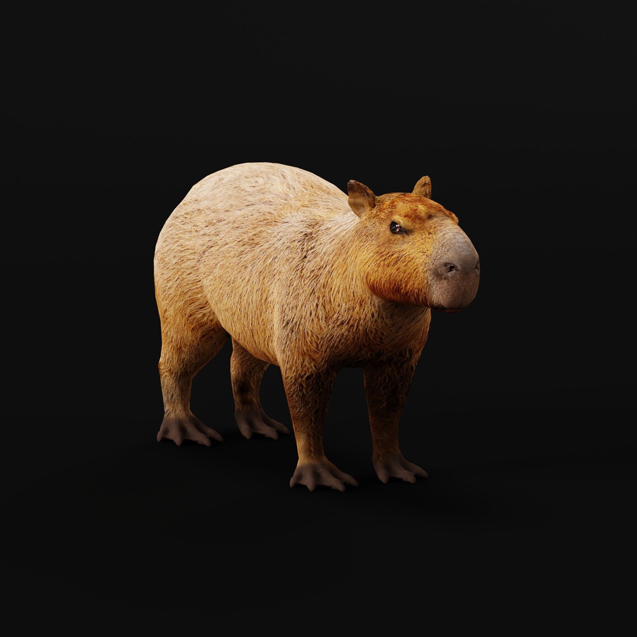 Capybara - Low-Poly Game-Ready 3D Model - View 18