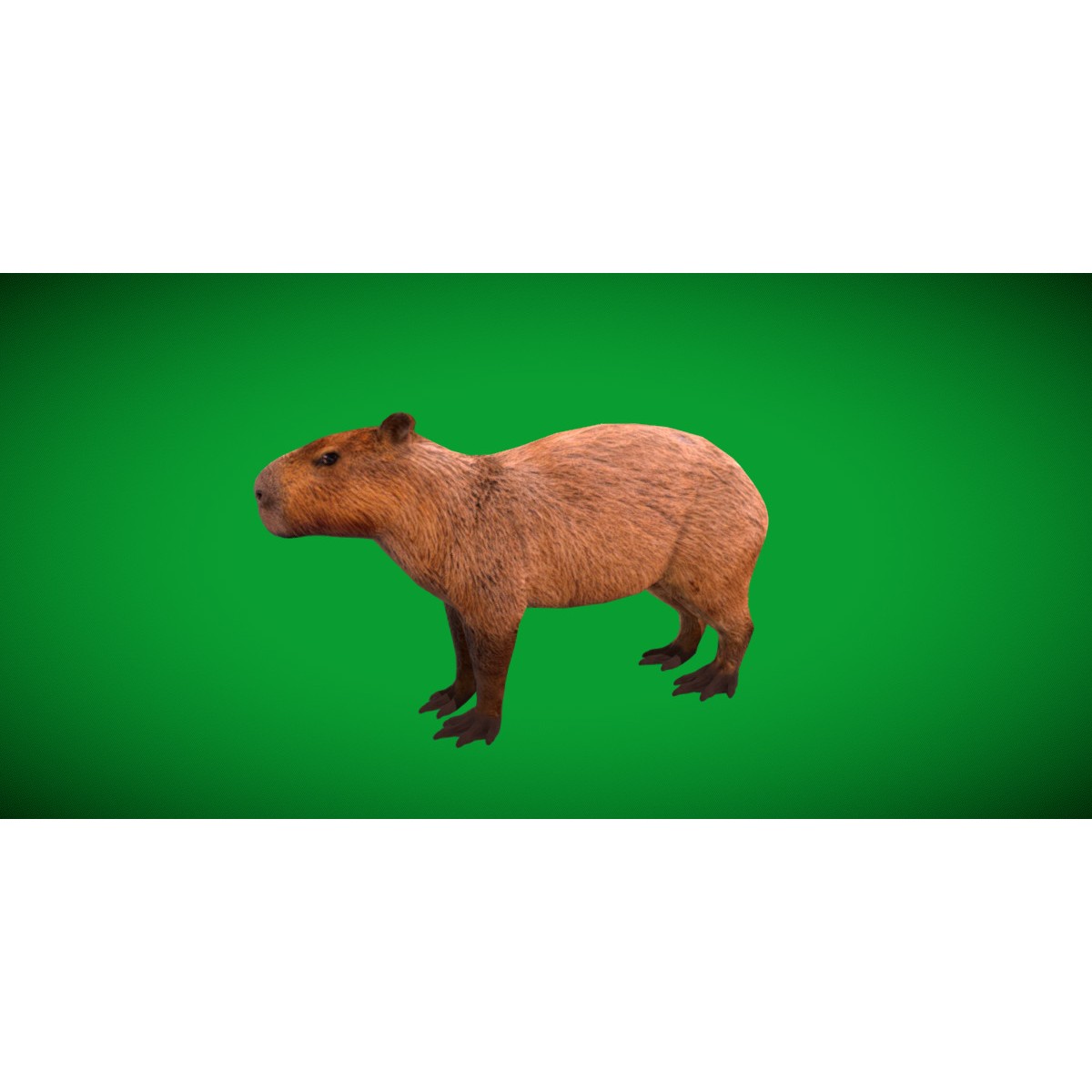 Capybara - Low-Poly Game-Ready 3D Model - View 20