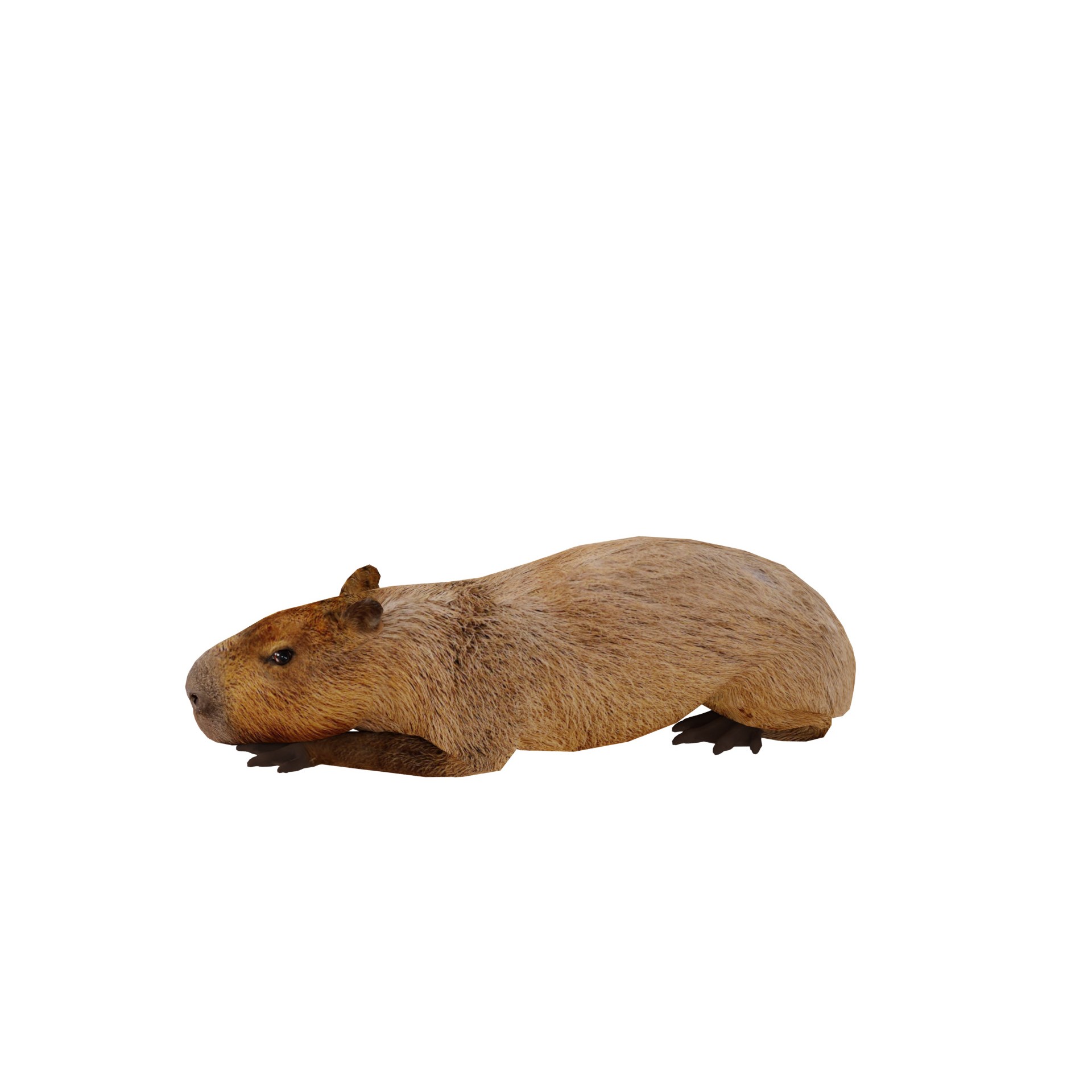 Capybara - Low-Poly Game-Ready 3D Model - View 21